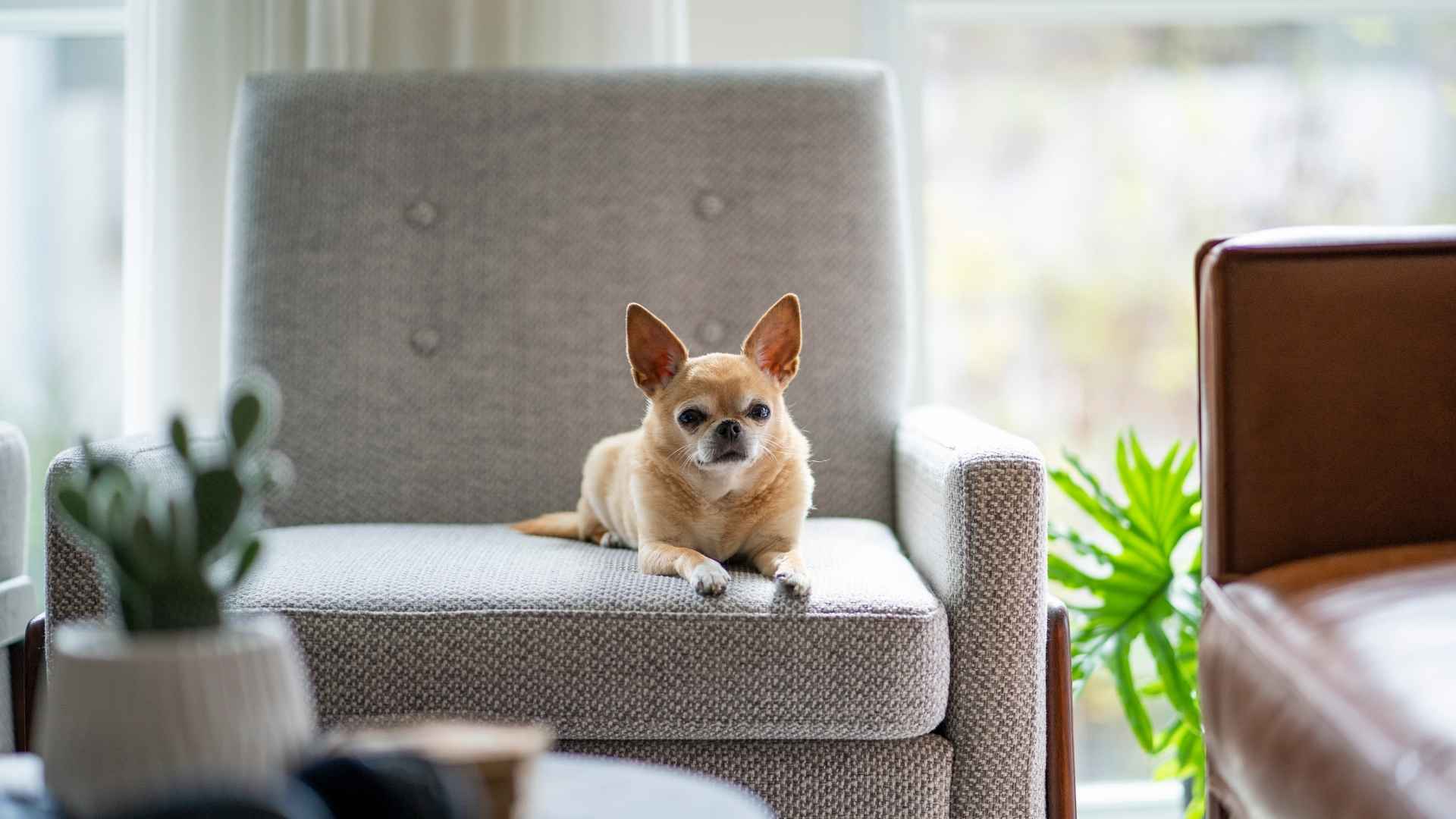 7 Best Small Quiet Dog Breeds