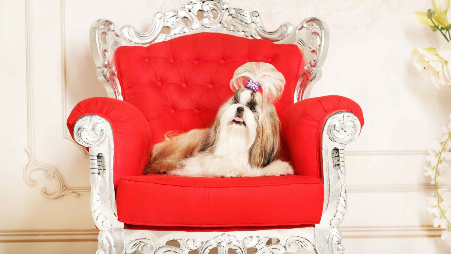 7 Bougie Dog Breeds That Scream Luxury Elegance