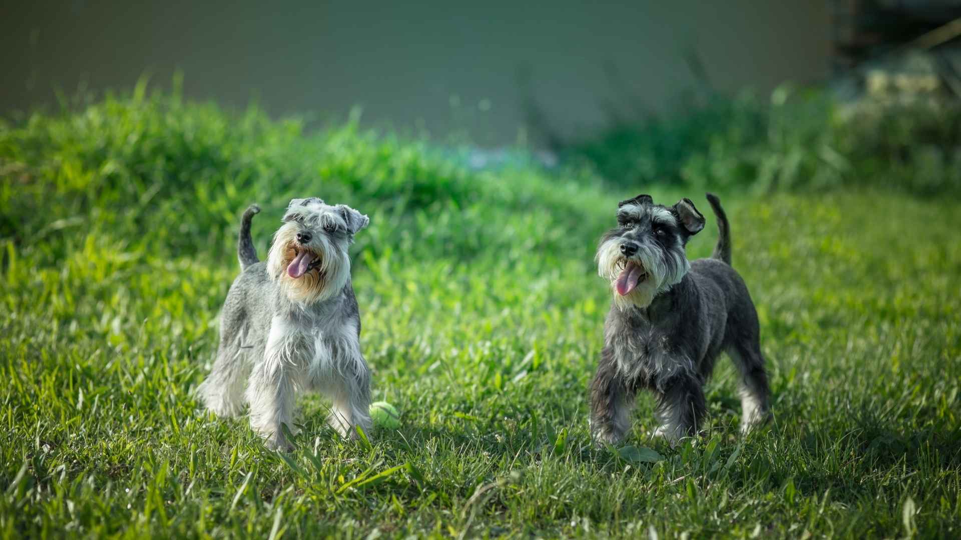 7 Cute Dog Breeds That Look Like Schnauzers You Need to Know