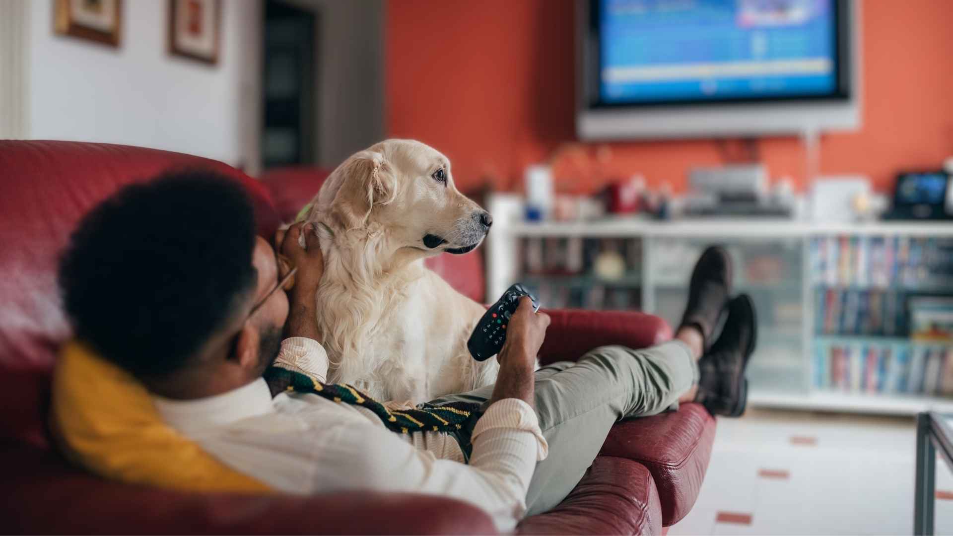 7 Dog Breeds Most Likely To Watch TV With You