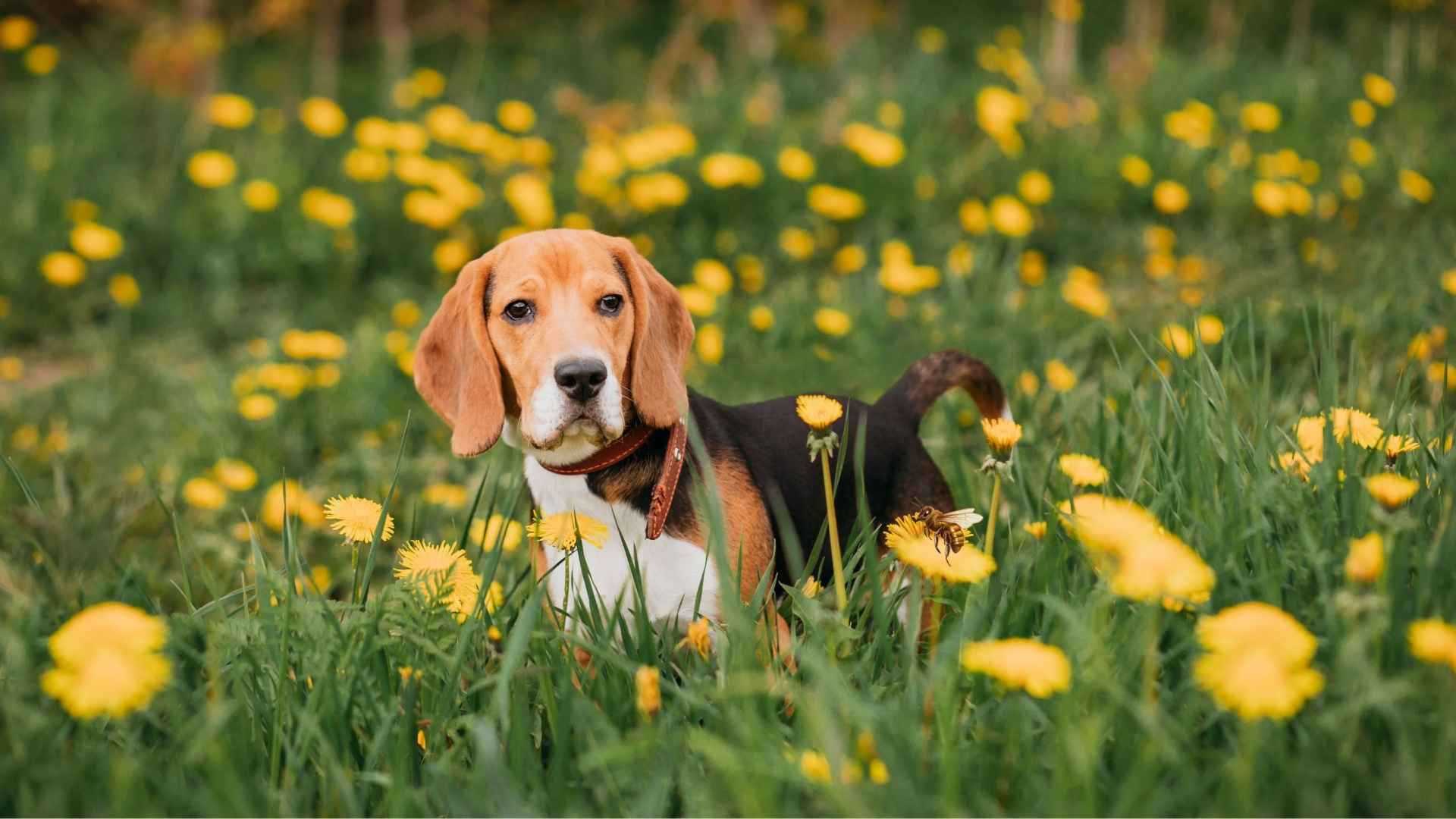 7 Dog Breeds That Ate Bees What to Do How to Prevent It