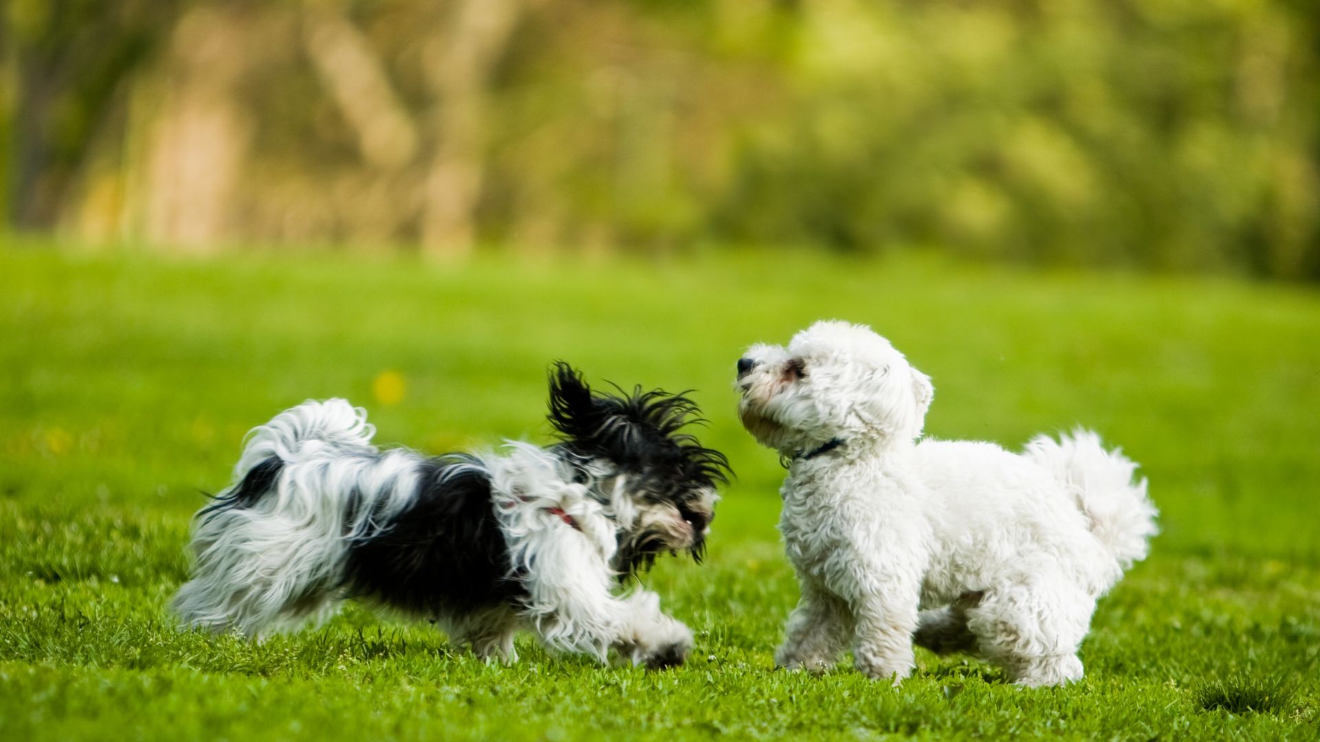 7 Great Small Dog Breeds