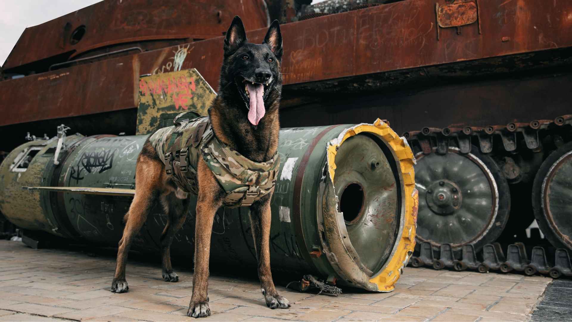 7 Guard Dog Breeds With Military Grade Training Potential