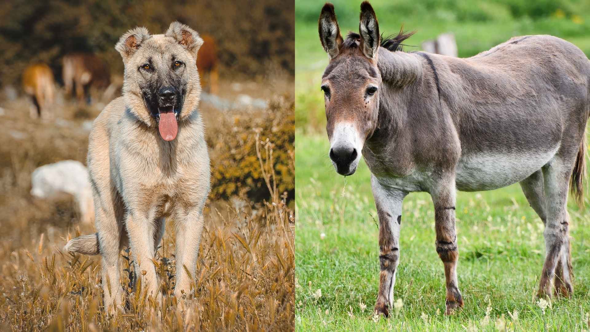 7 Guard Dog Breeds for Protection Against Donkeys