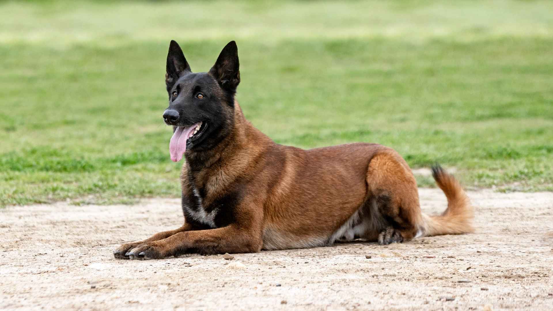 7 Guard Dog Breeds with Exceptional Loyalty and Protective Instincts