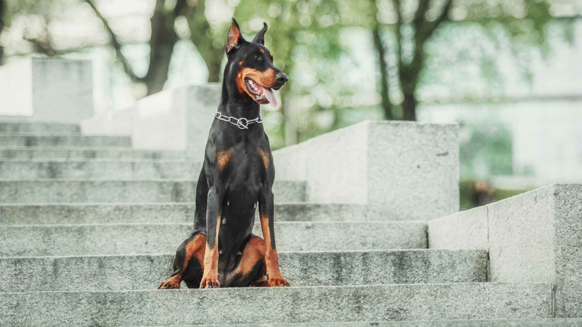 7 Guard Dog Breeds with High Intelligence for Protection Roles