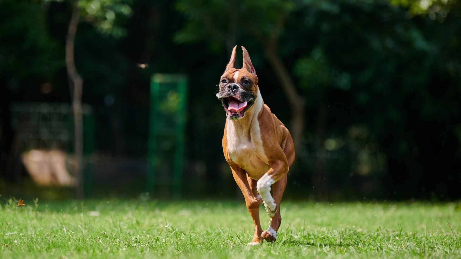 7 High Energy Guard Dogs for Active Security Protection