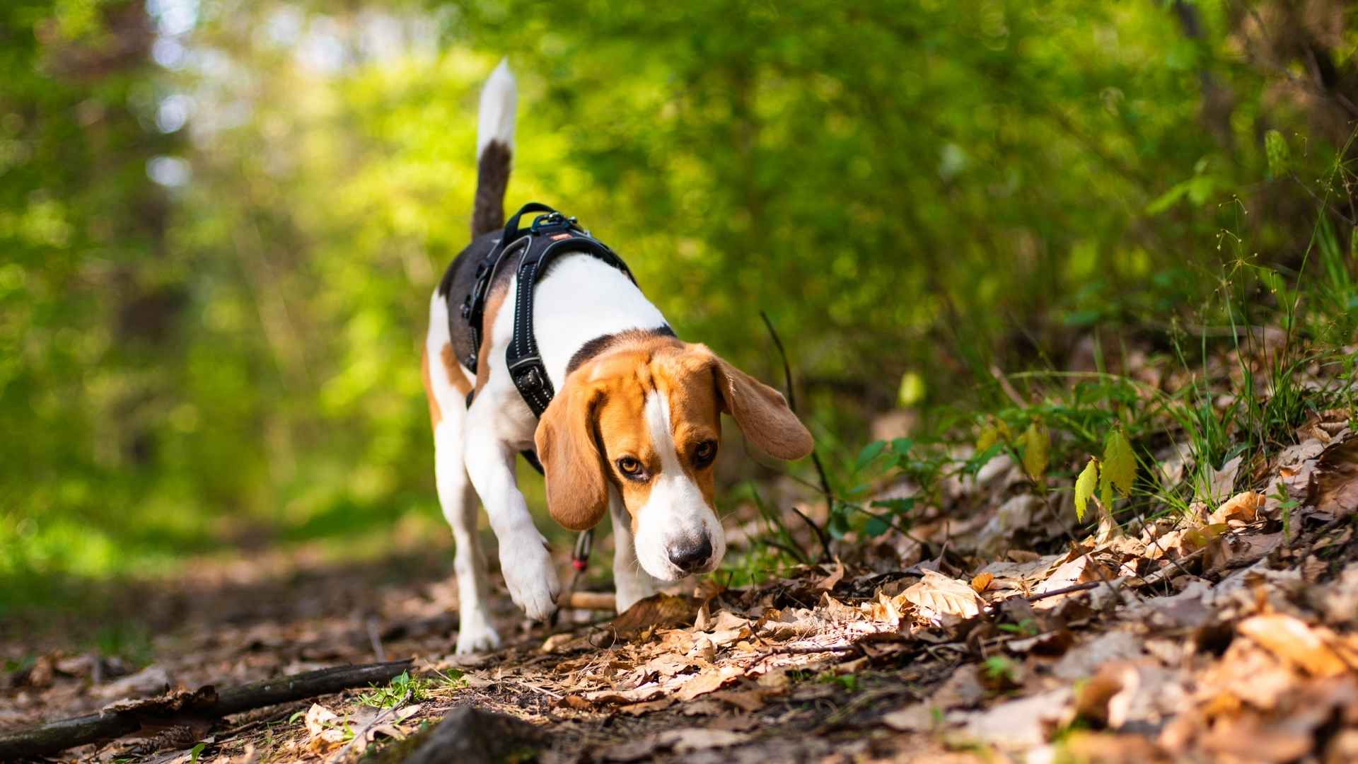 7 Highly Skilled Tracking Dog Breeds for Every Enthusiast