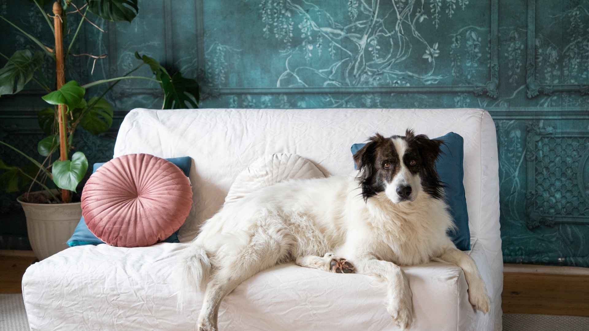 7 Ideal Midsize Dog Breeds