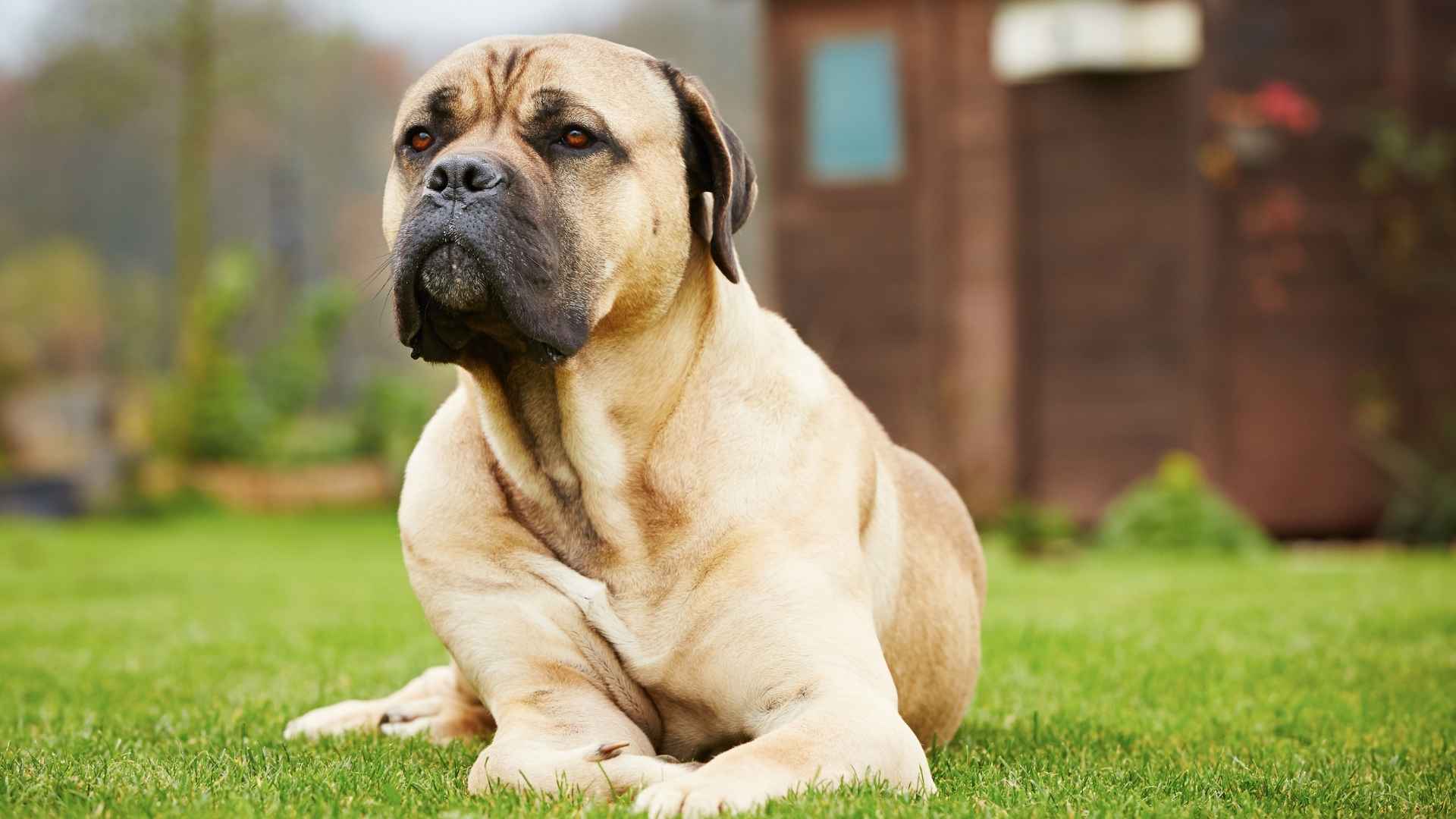 7 Lesser Known Guard Dog Breeds That Are Effective Protectors 1