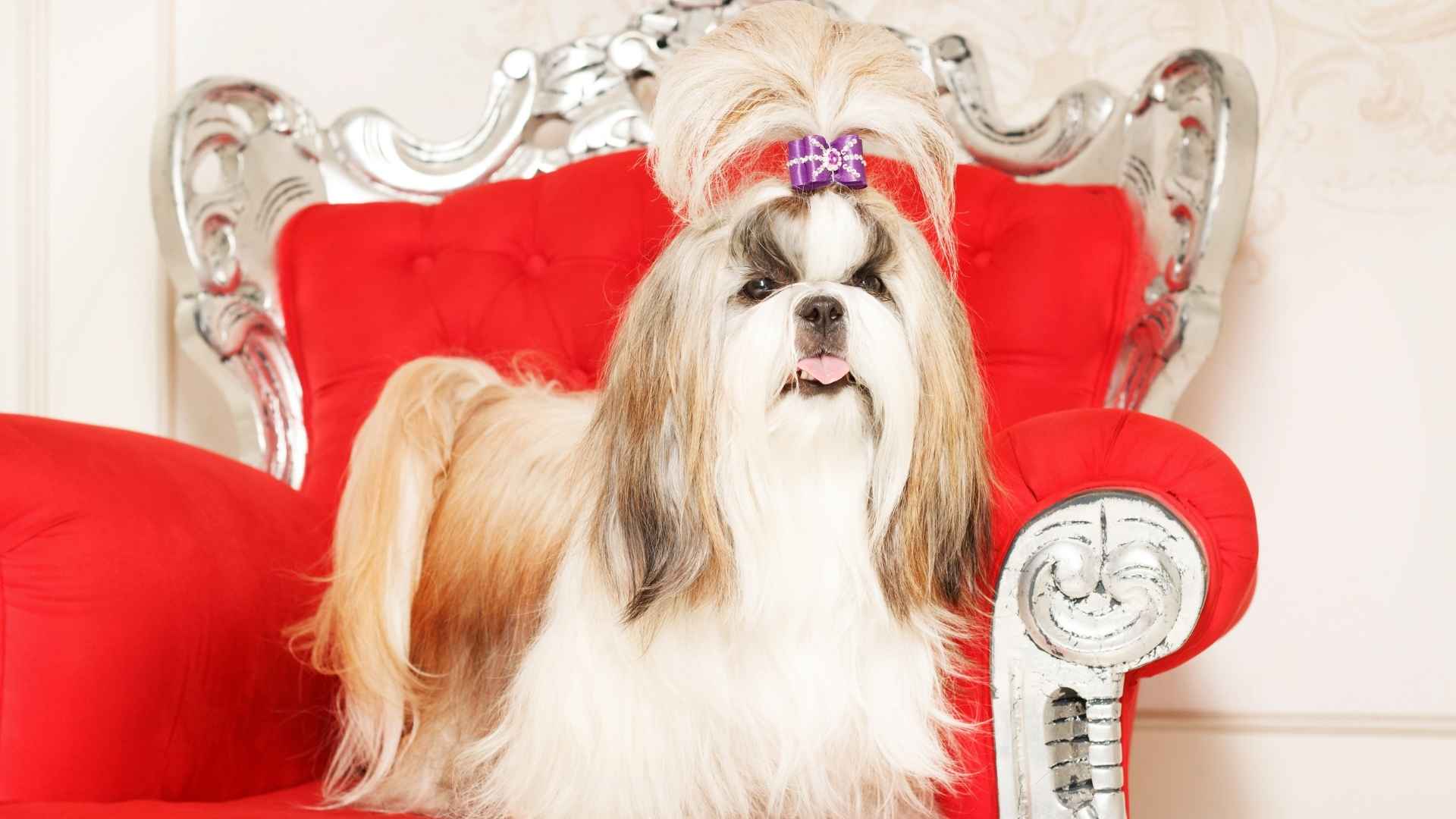 7 Luxury Small Dog Breeds that are Expensive to Maintain