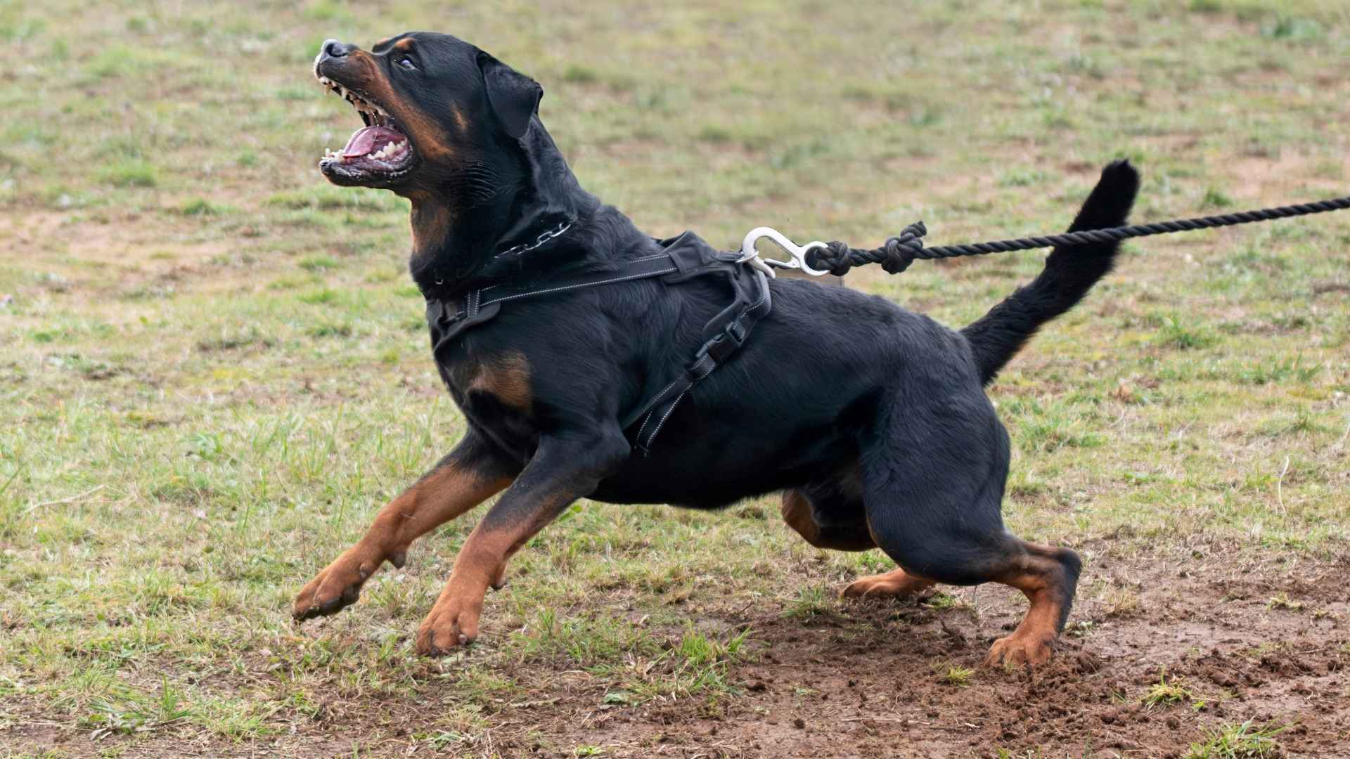 7 Most Aggressive Guard Dog Breeds for Protection Security