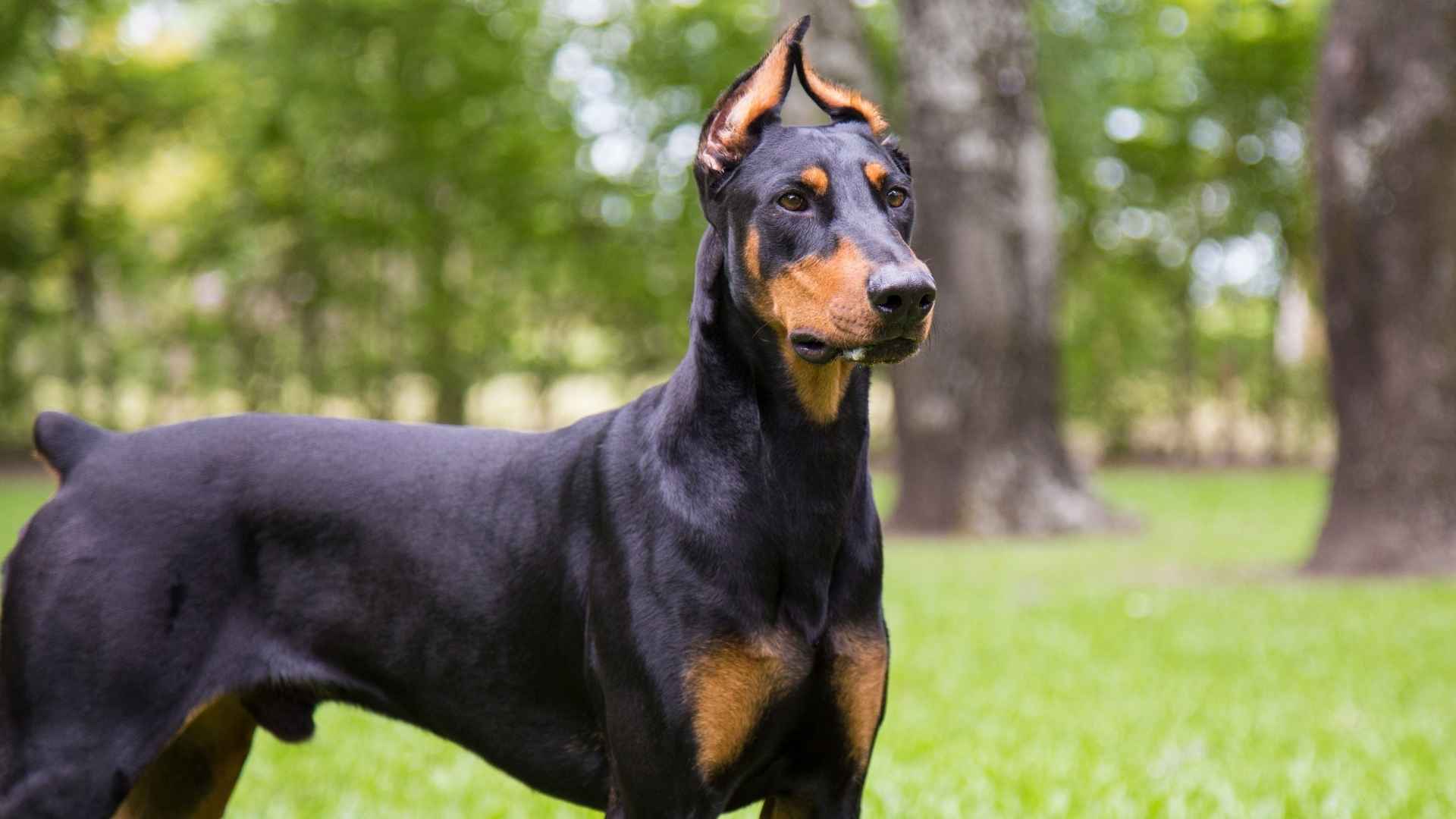 7 Most Alert and Watchful Guard Dog Breeds for Early Intruder Detection