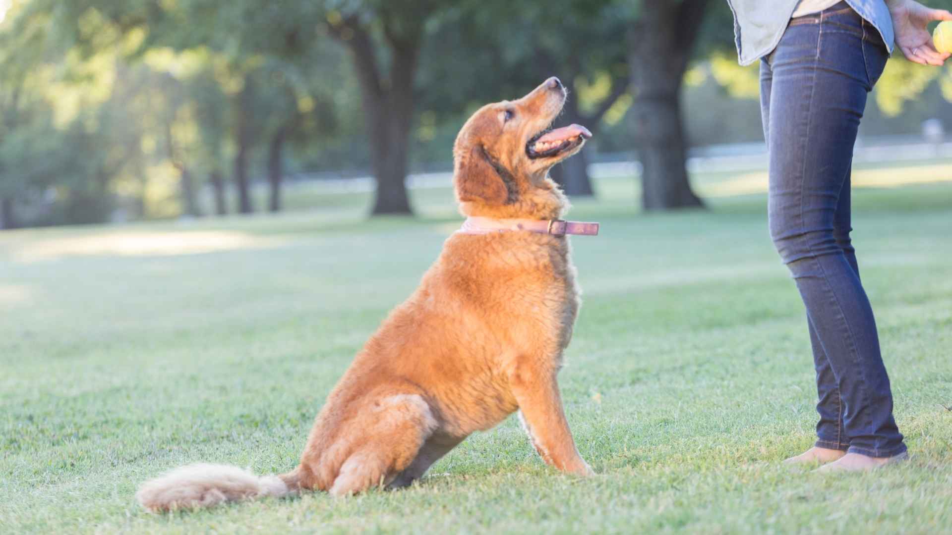 7 Most Behaved Dog Breeds That are Easy to Train Obedient