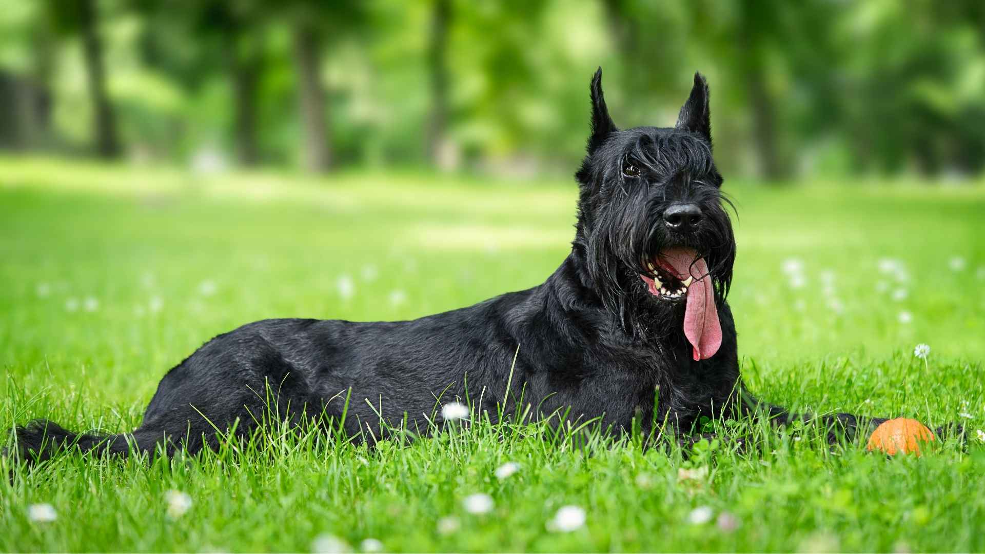 7 Most Expensive to Own Dog Breeds