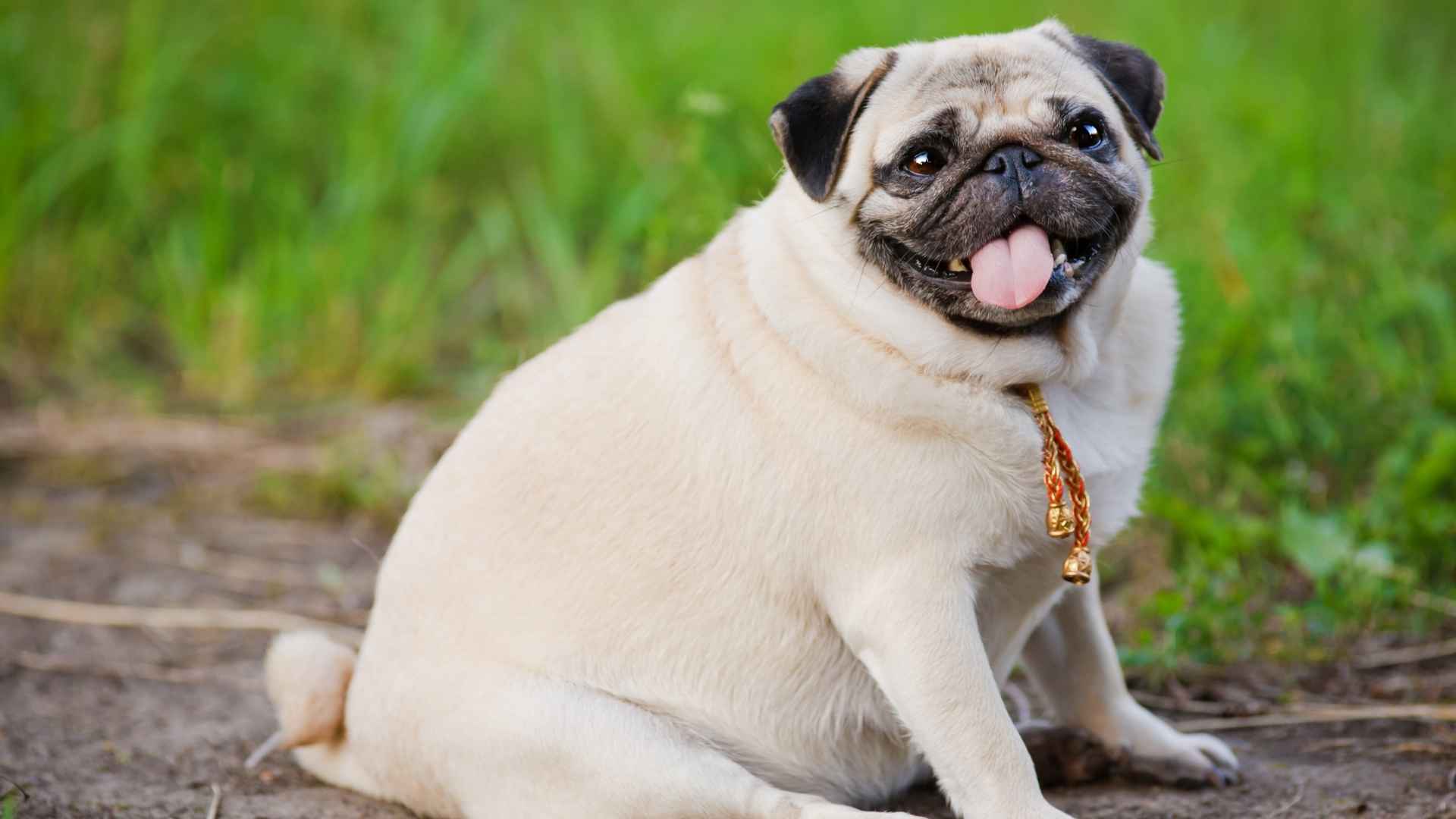 7 Most Fattest Dog Breeds 1