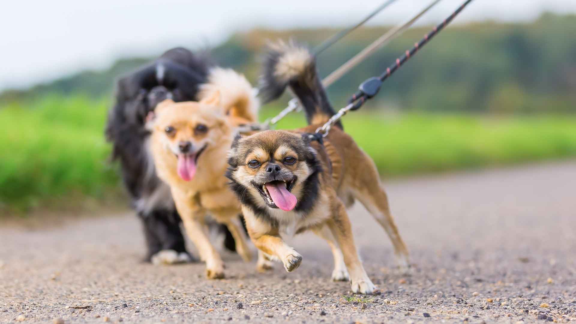 7 Most Hard To Train Micro Dog Breeds Small but Stubborn