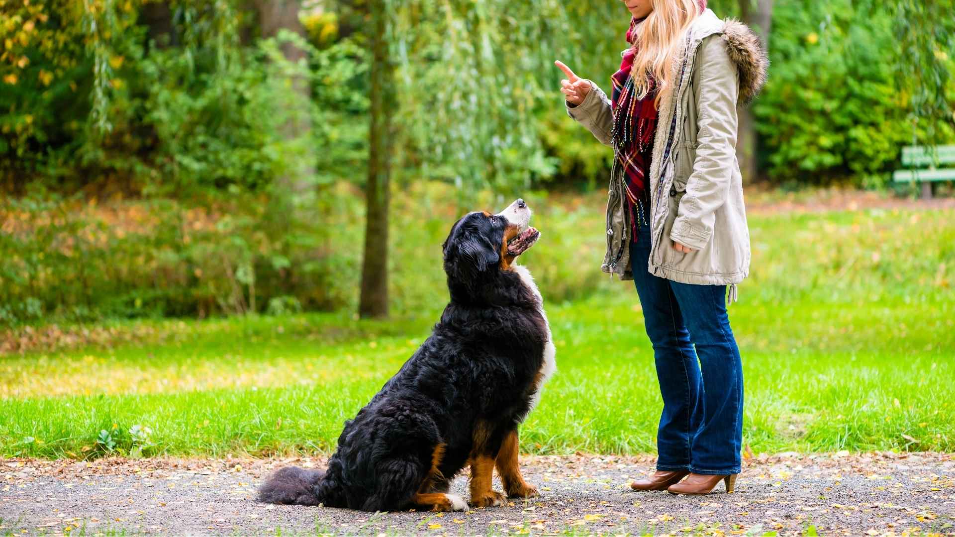 7 Most Hard to Train Medium Dog Breeds