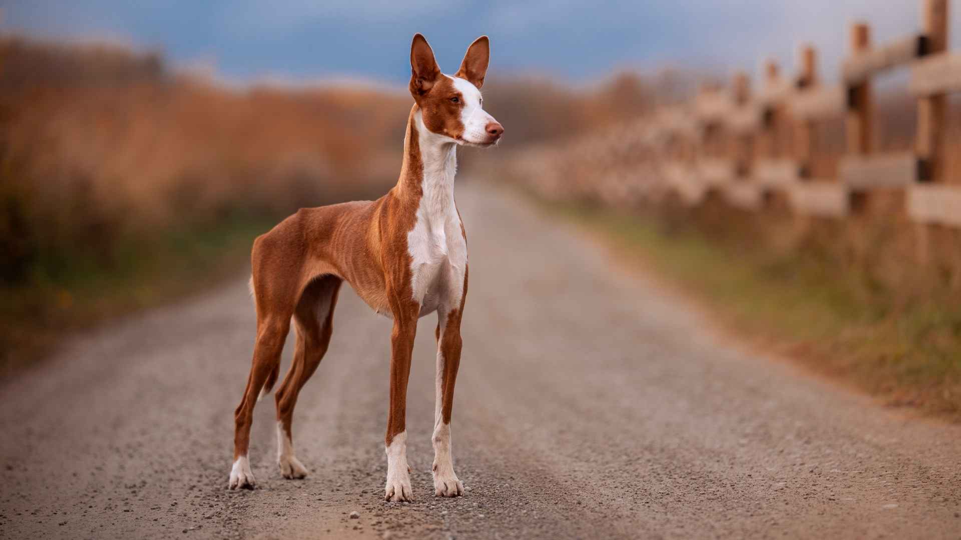 7 Most Iconic Dog Breeds From Spain Loyal Strong Unique