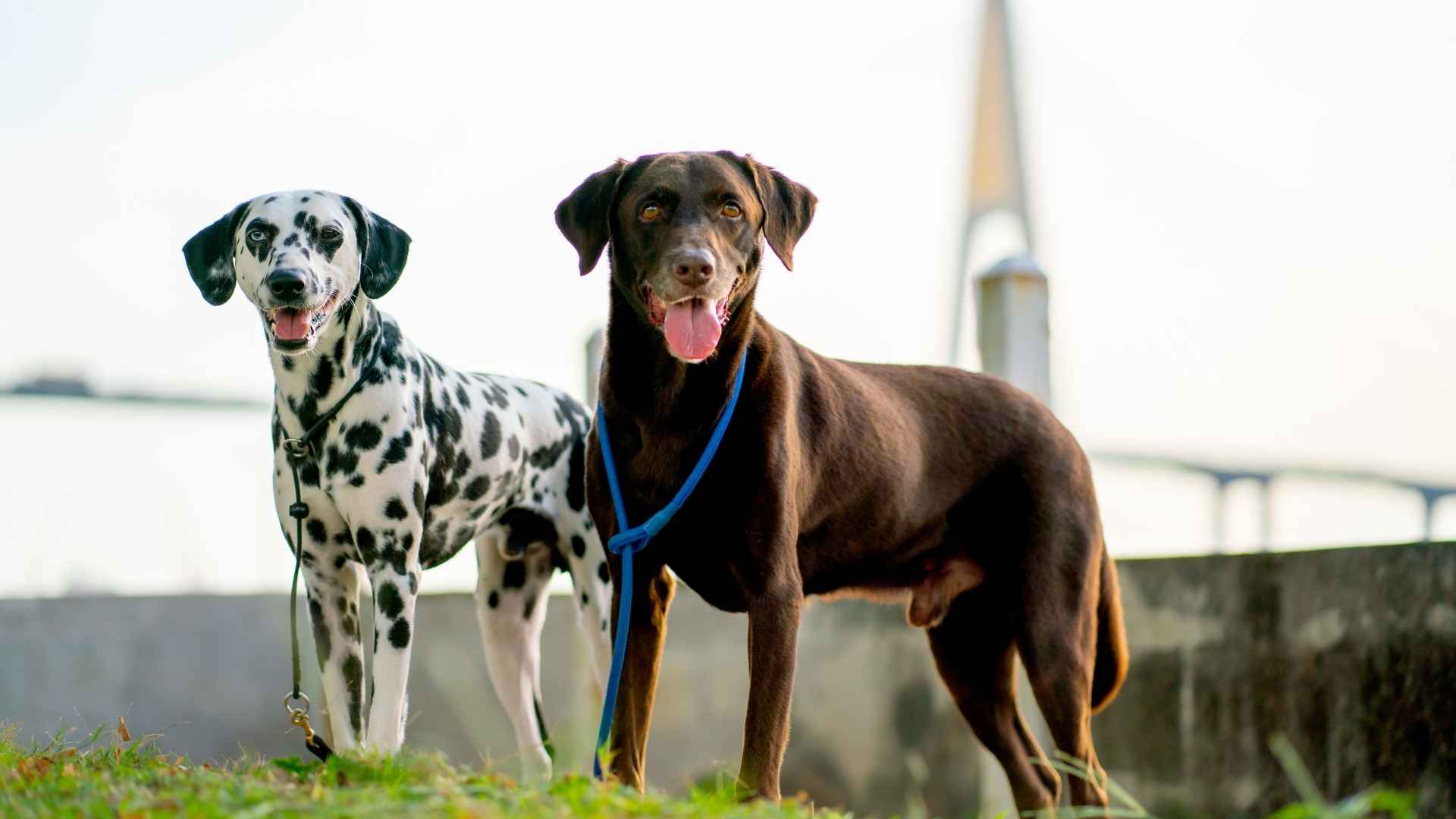 7 Most Independent Dog Breeds 1