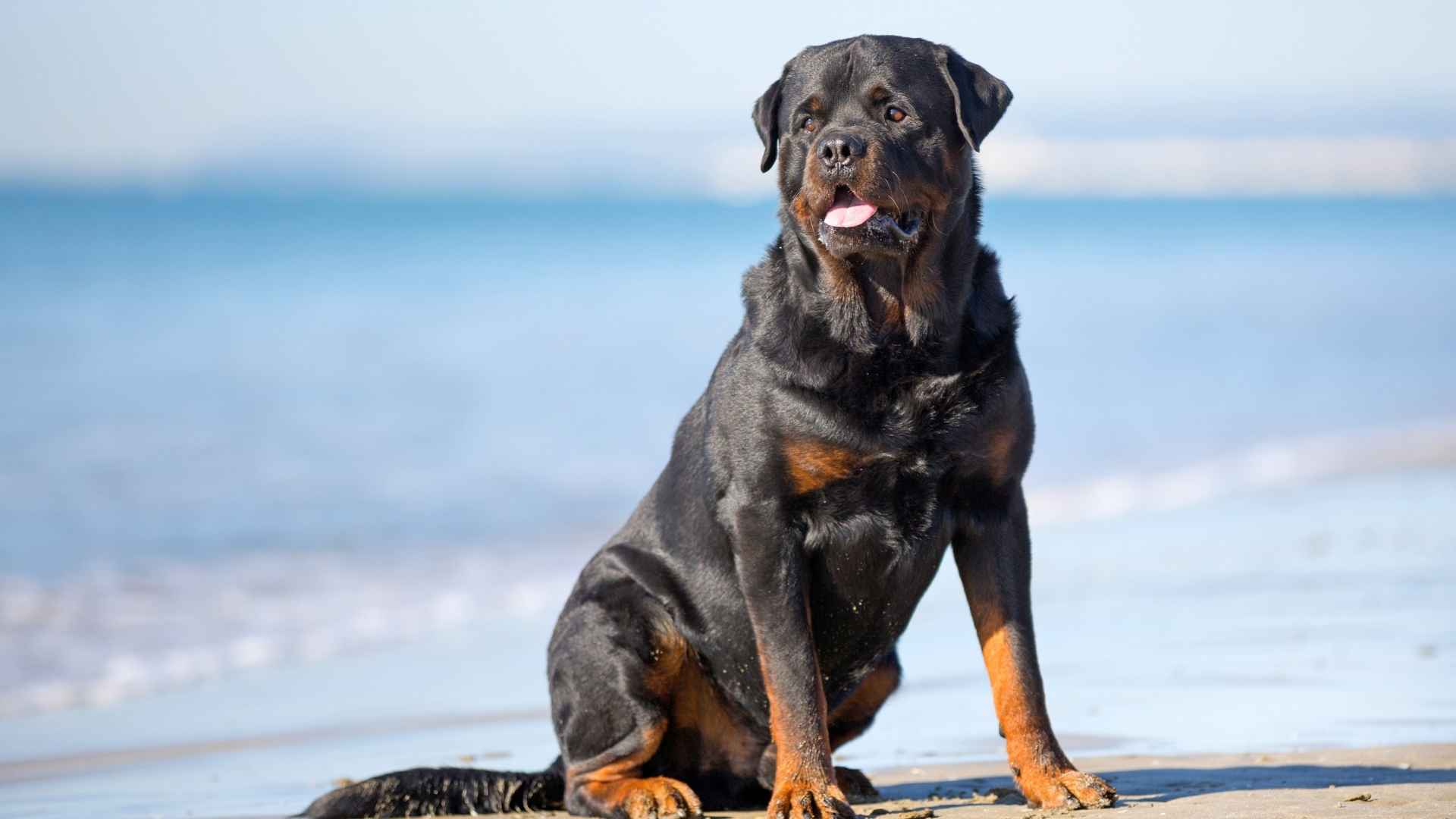 7 Most Protective Guard Dog Breeds for Properties Near Water