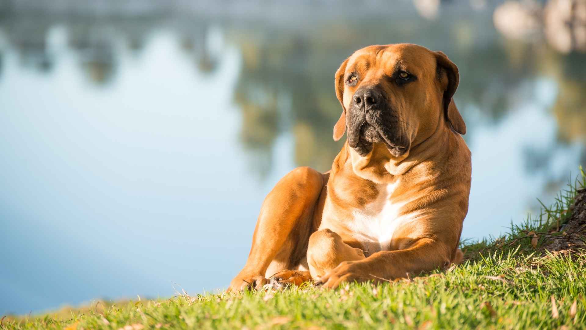 7 Most Resilient Guard Dog Breeds for Hot Climates