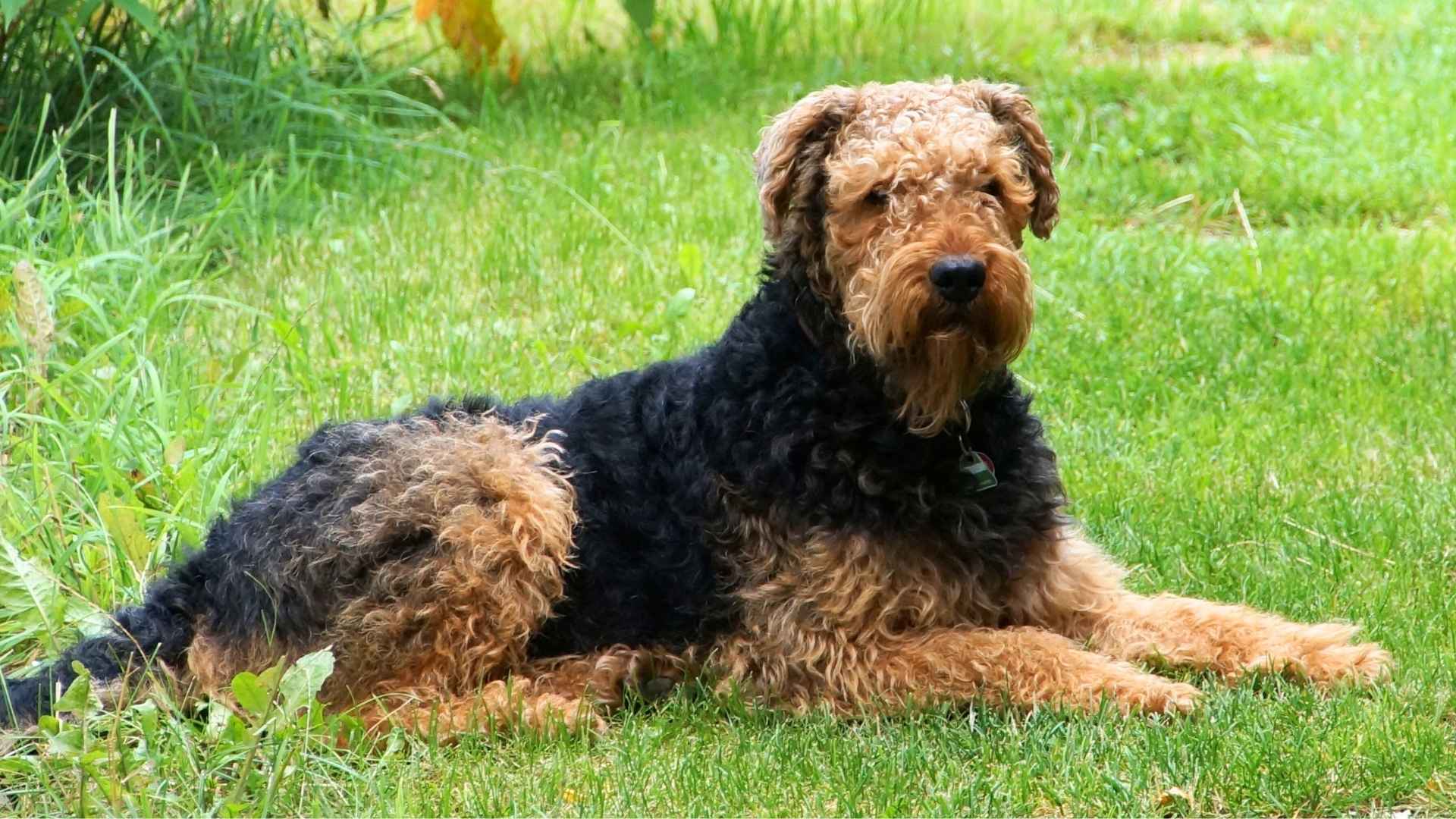 7 Most Unique Guard Dog Breeds for Protection and Loyalty