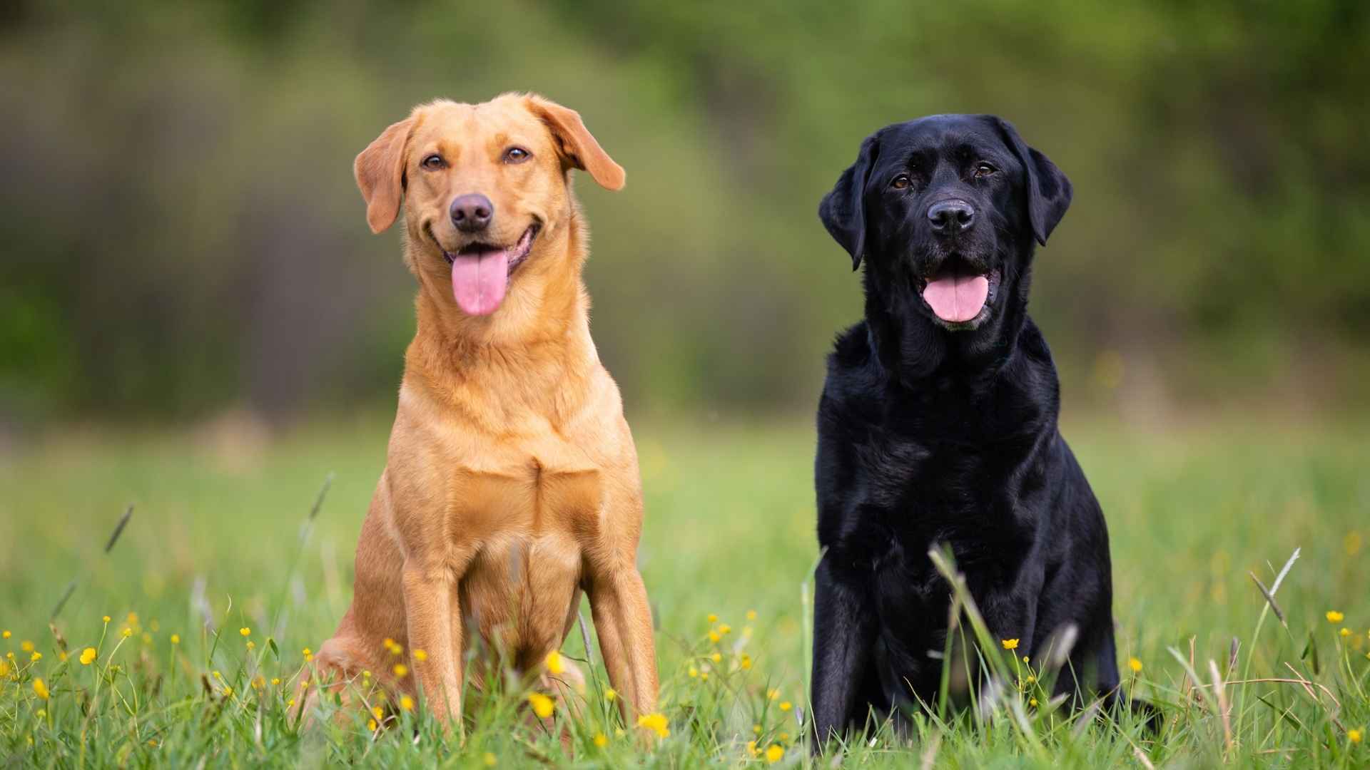 7 Predictable Dog Breeds That Fit Perfectly Into Your Life