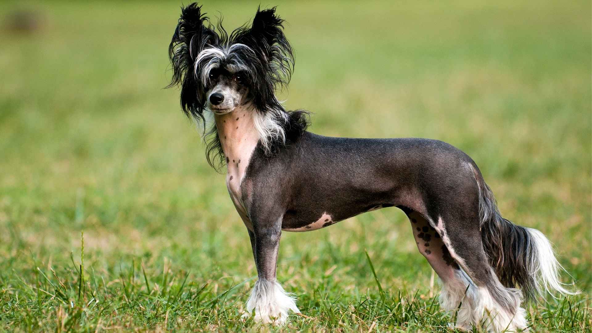 7 Quirkiest Dog Breeds On The Planet You Need to Know