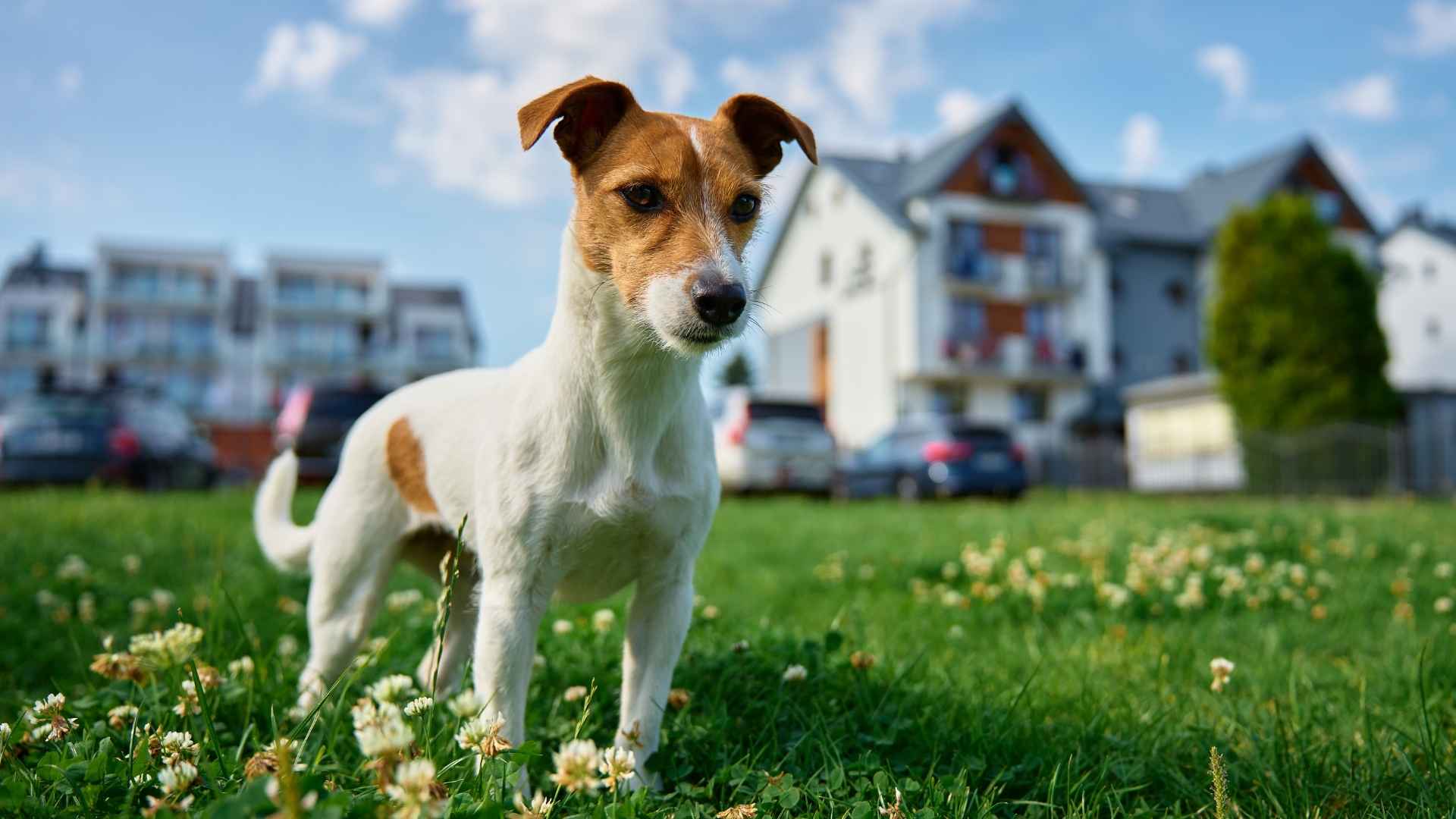 7 Small Dog Breeds Not Commonly Found