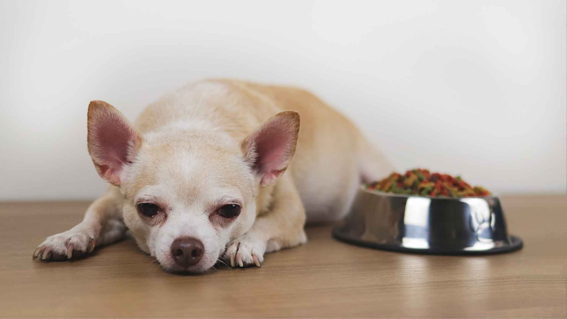 7 Small Dog Breeds Prone to Health Problems