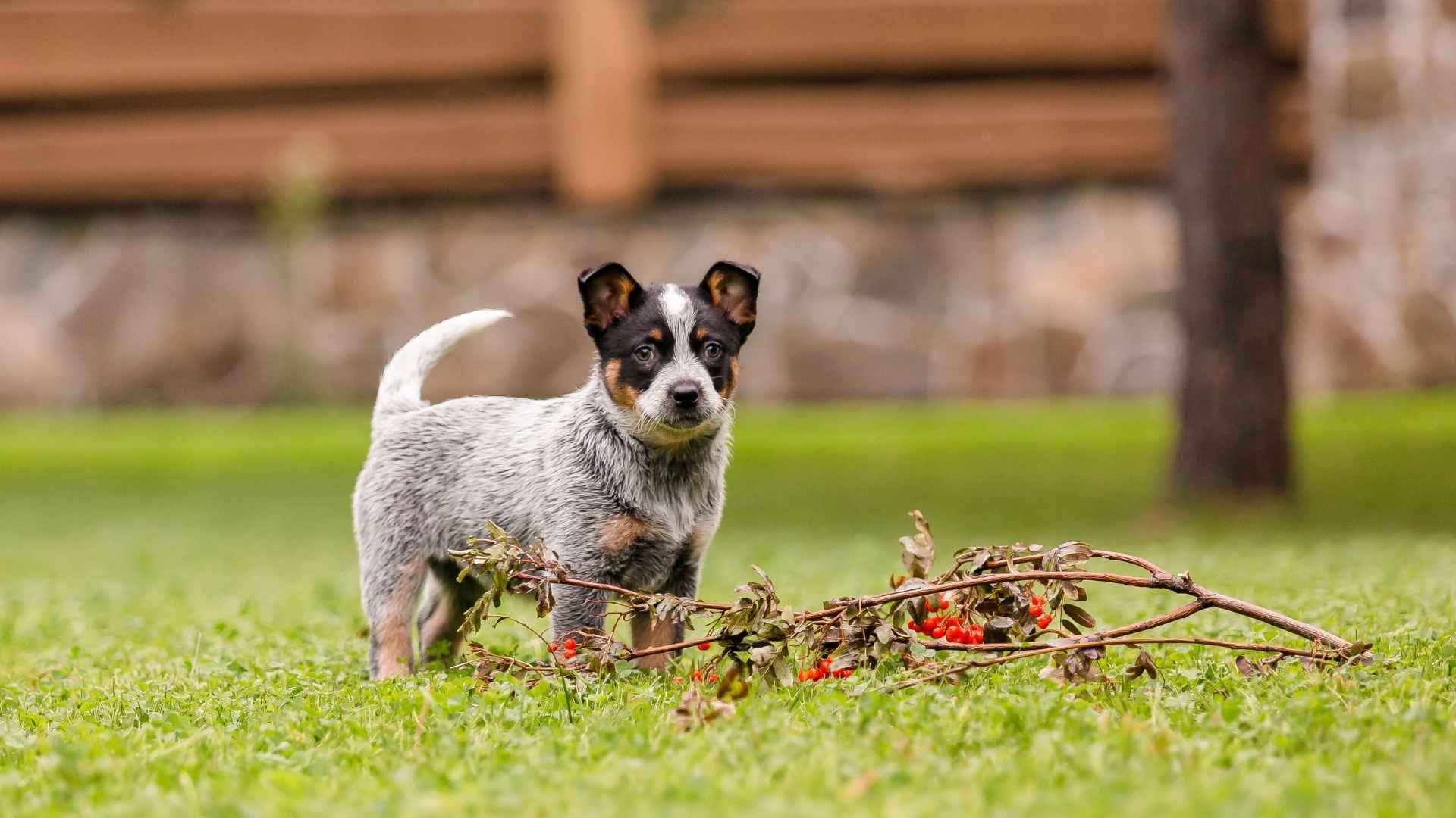 7 Small Rural Dog Breeds