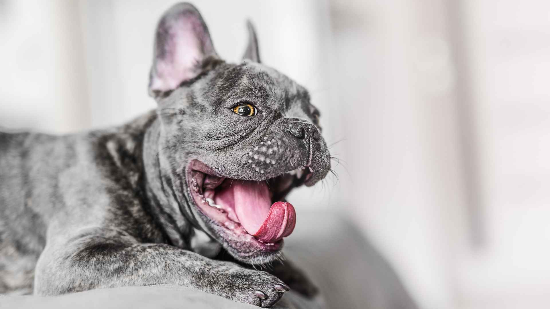 7 Striking Silver Dog Breeds That Stand Out in Any Crowd 1