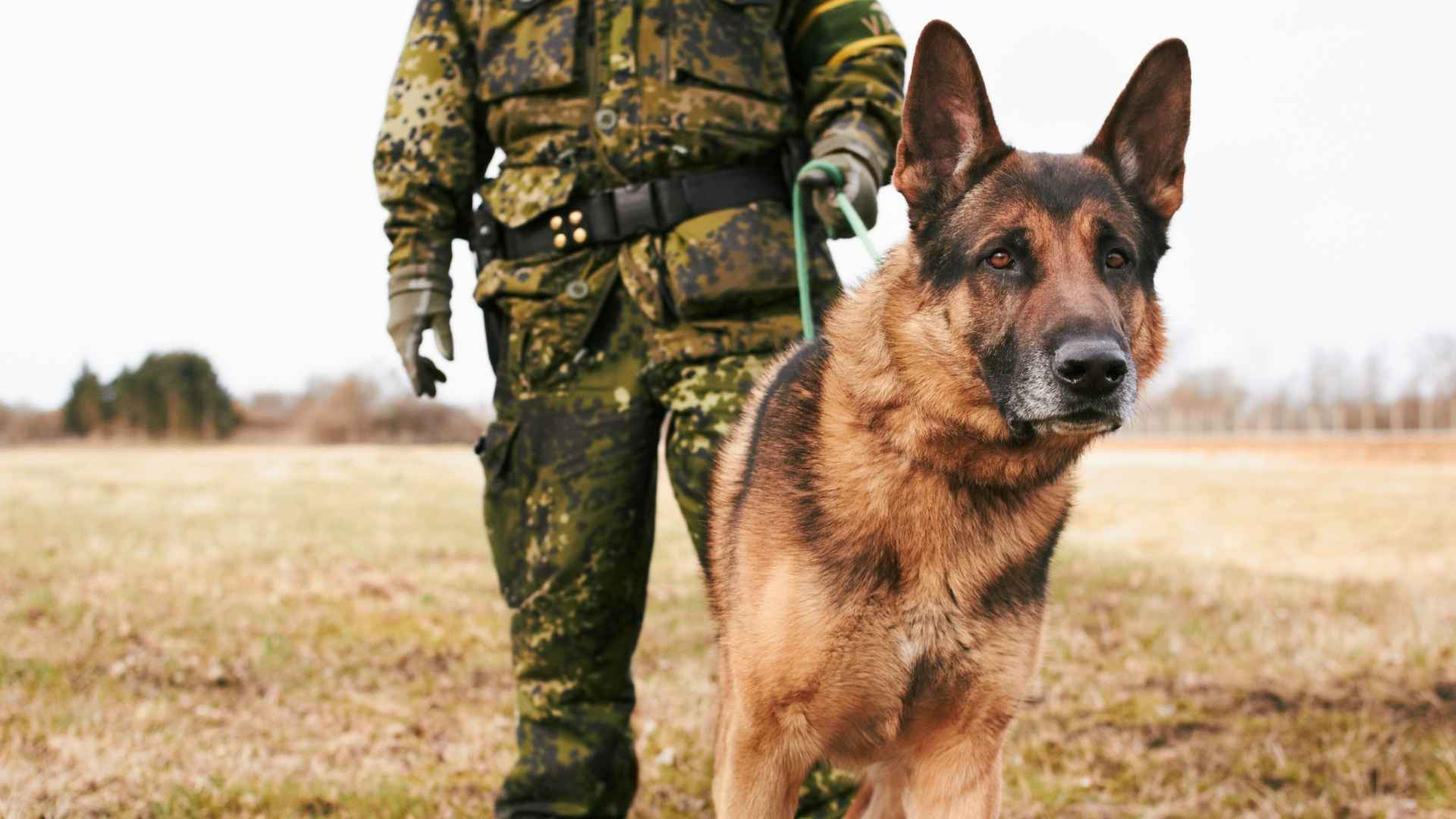 7 Strongest Guard Dog Breeds 1