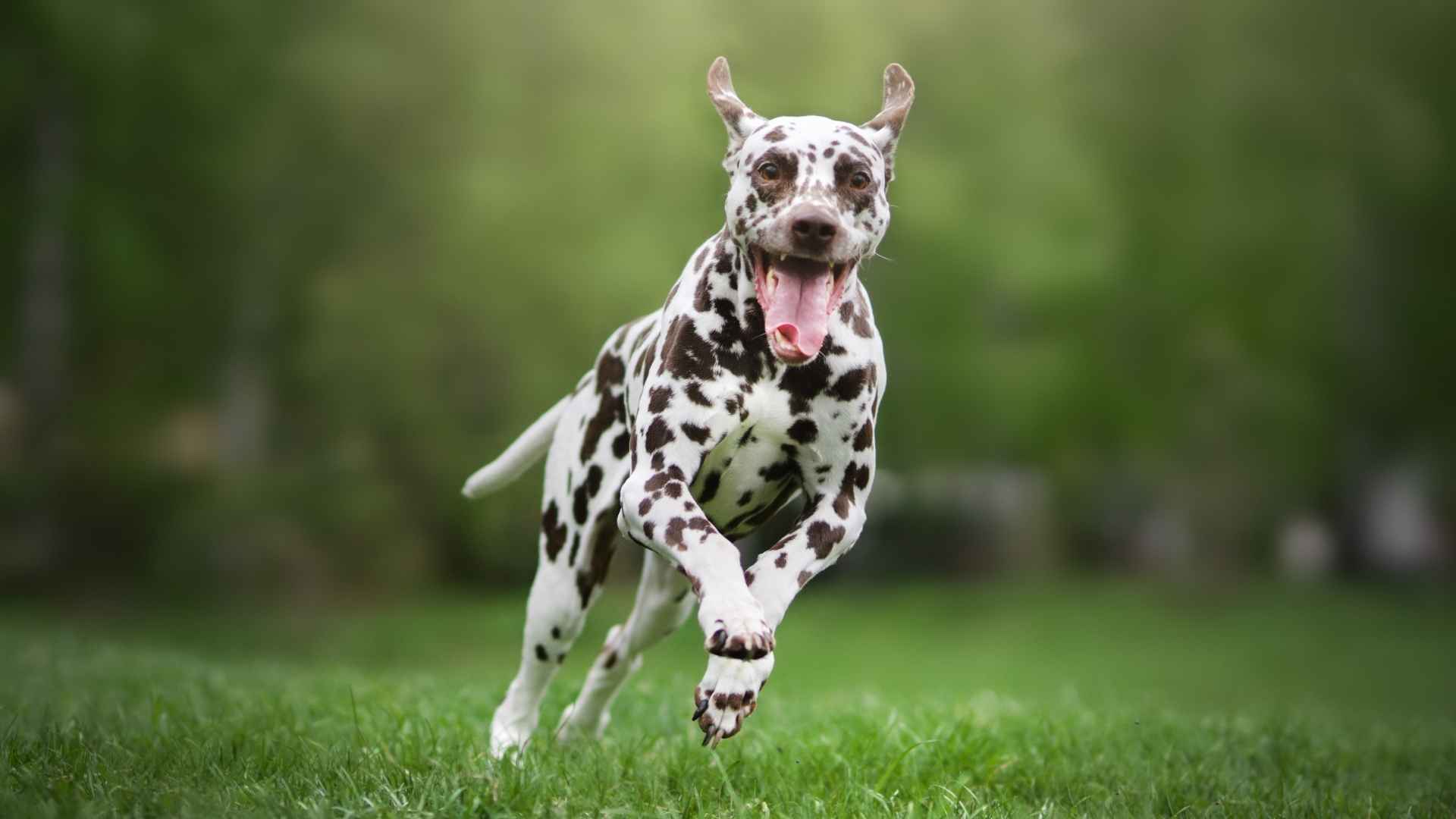 7 Stunning Piebald Dog Breeds 1