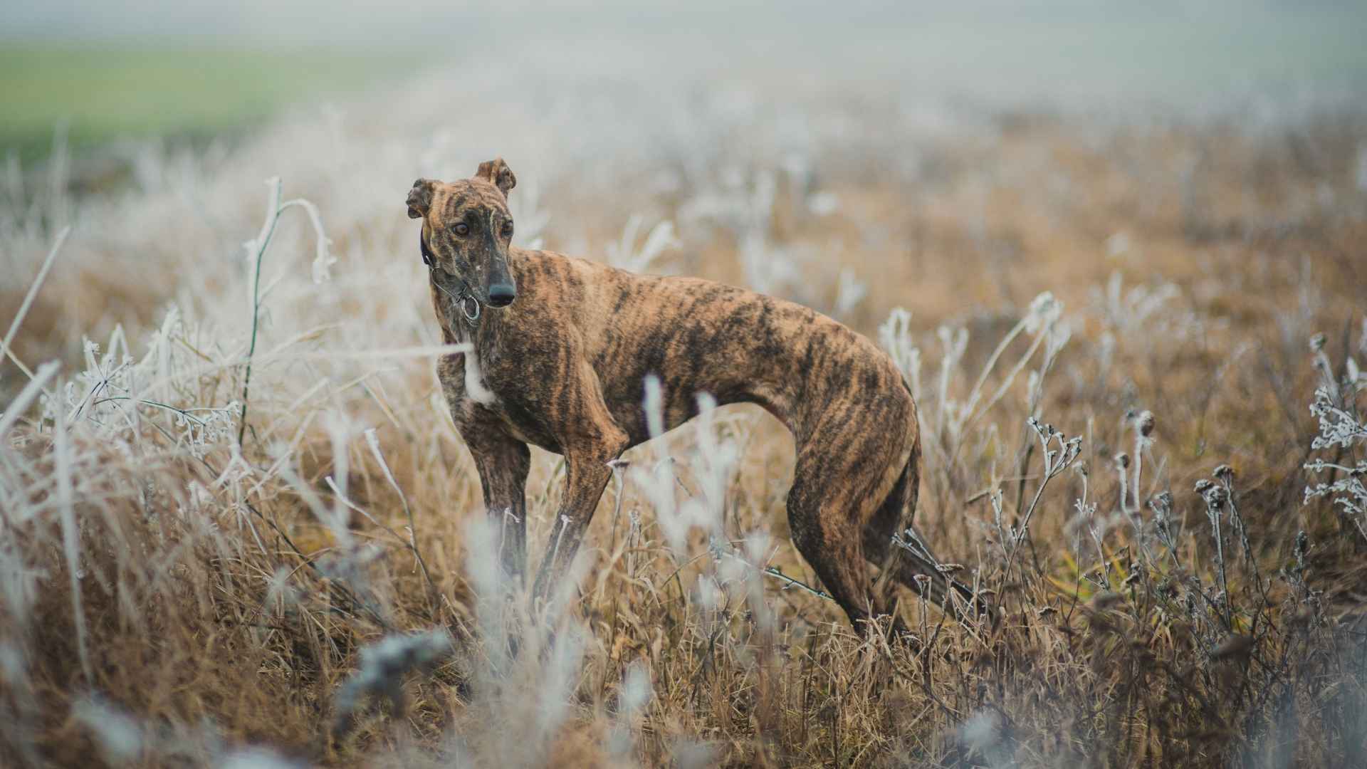 7 Stunning Striped Dog Breeds