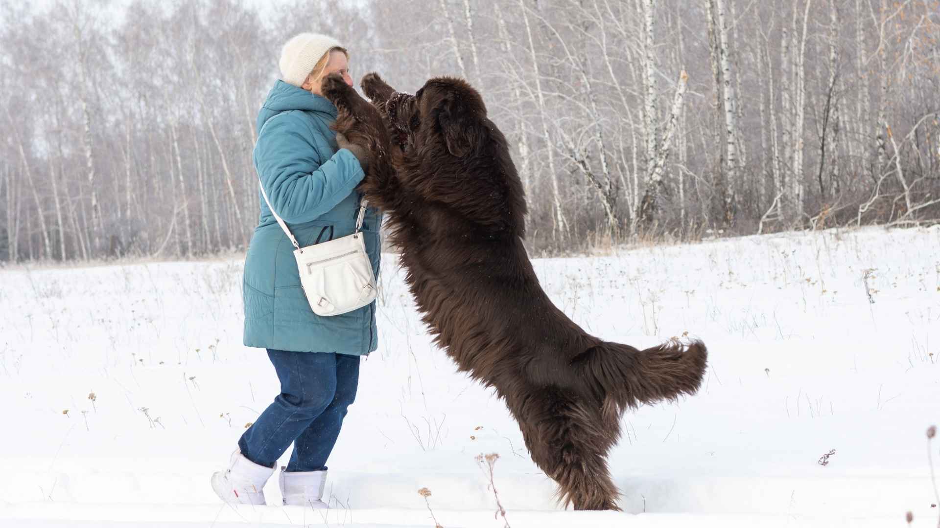 7 Super Heavy Dog Breeds Strength Size Combined