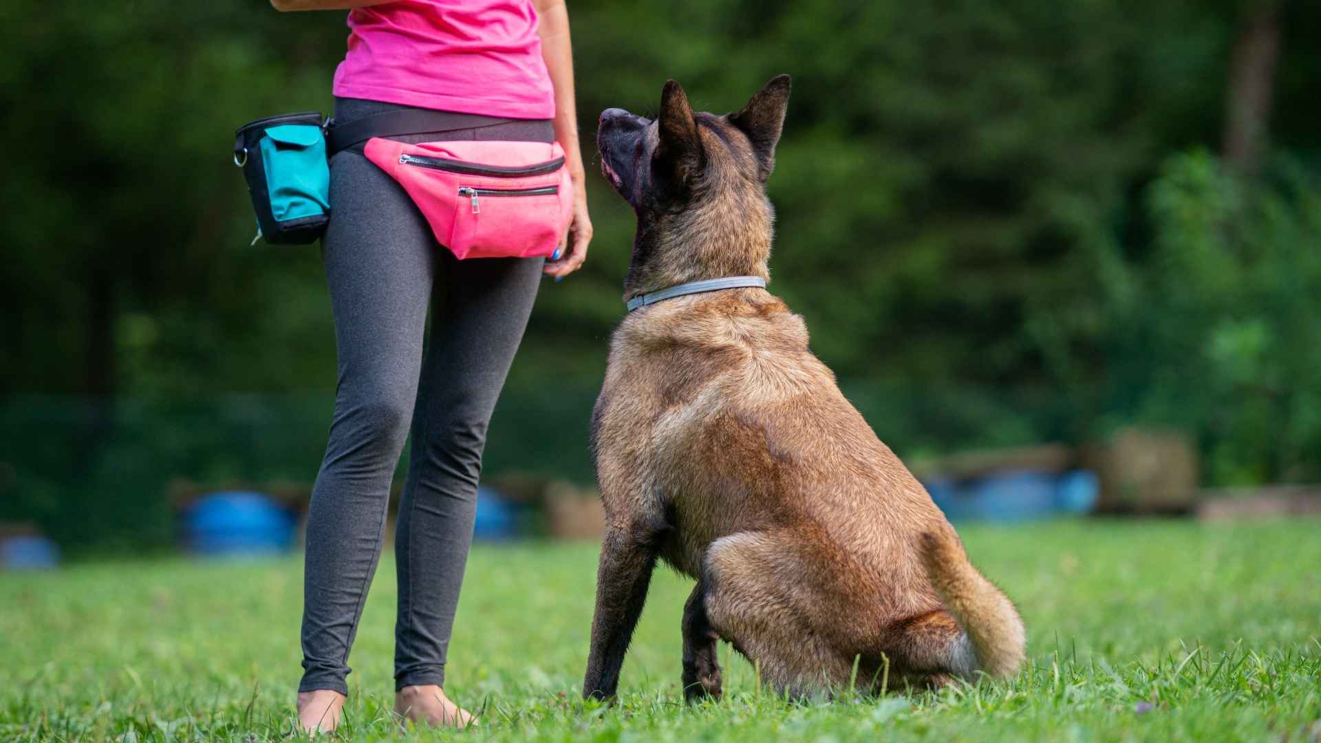 7 Super Smart Big Dog Breeds for Obedience Training