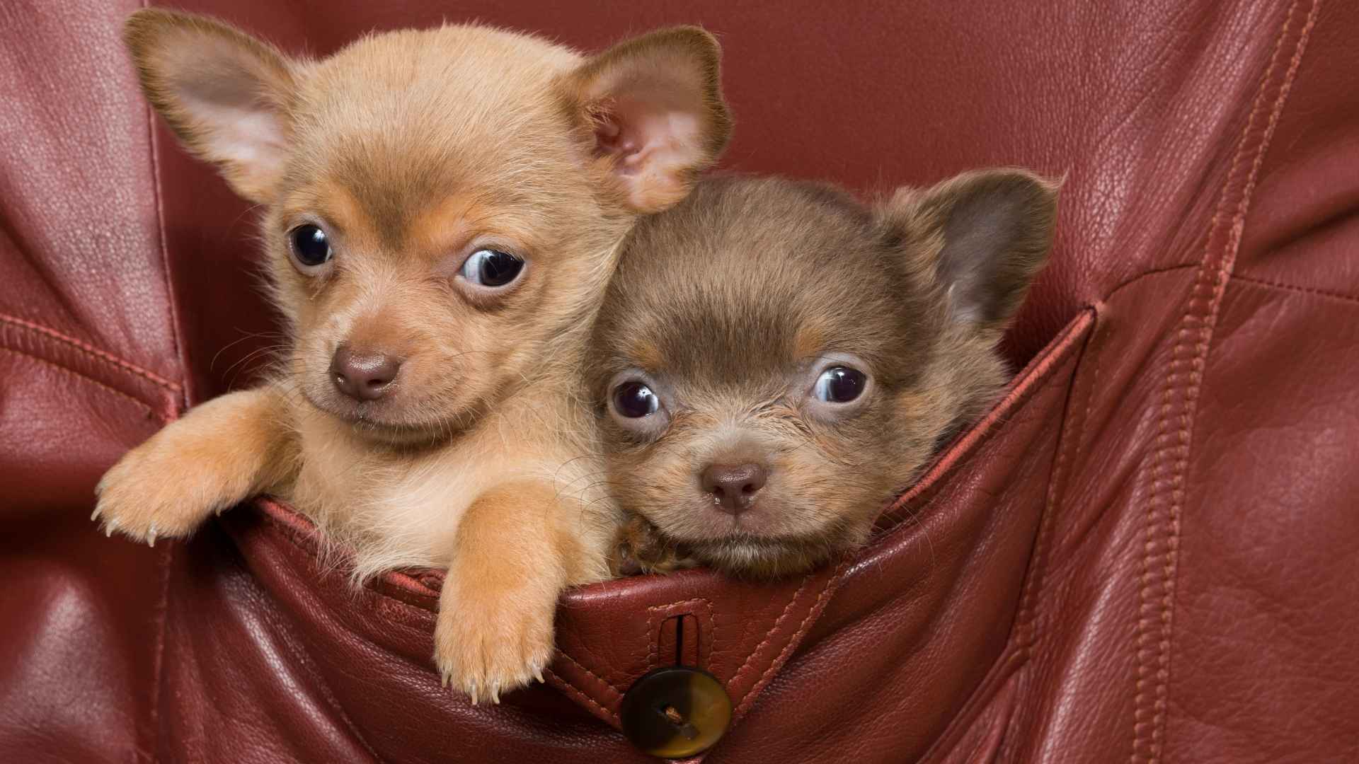 7 Ultra Tiny Pocket Sized Teacup Dog Breeds