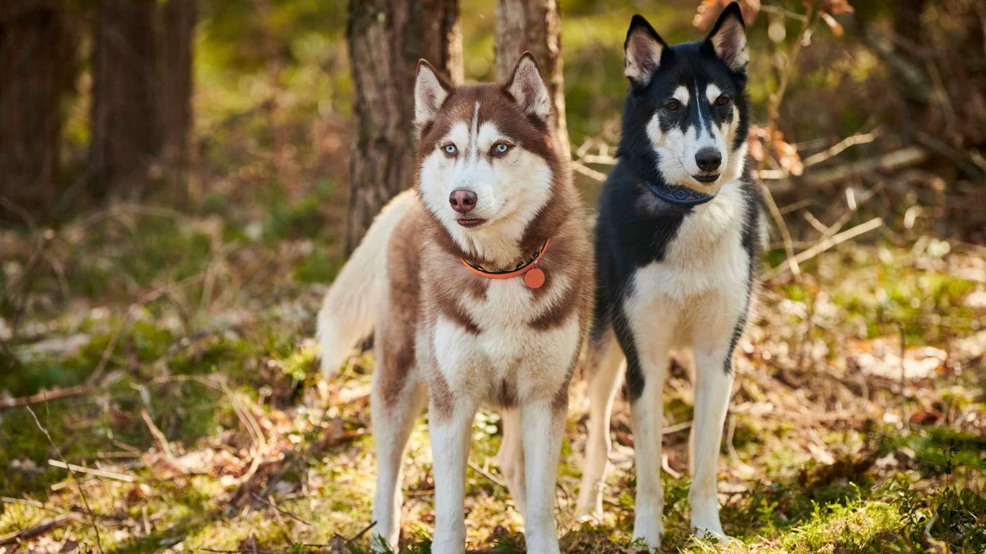 7 Wolf Looking Dog Breeds That Resemble the Wild