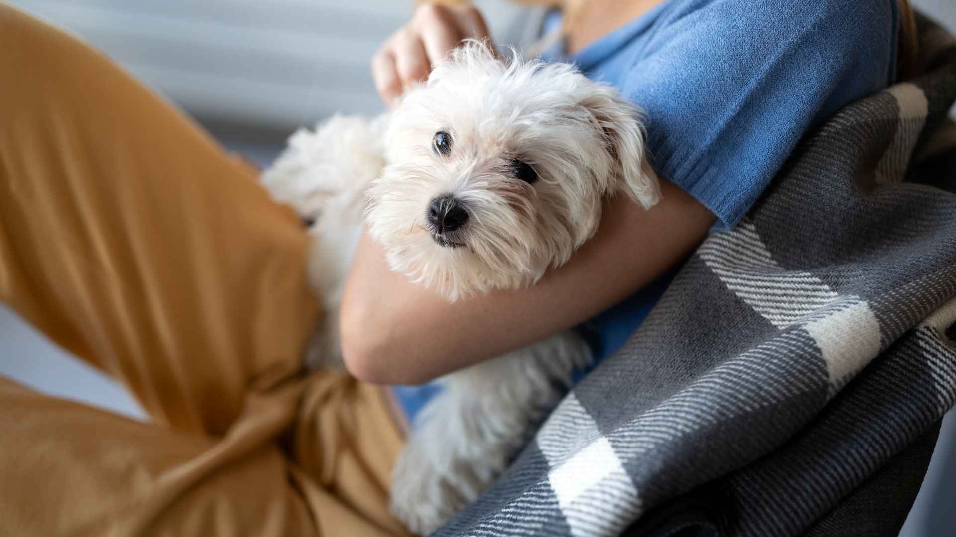 9 Amazing Small Emotional Support Dog Breeds