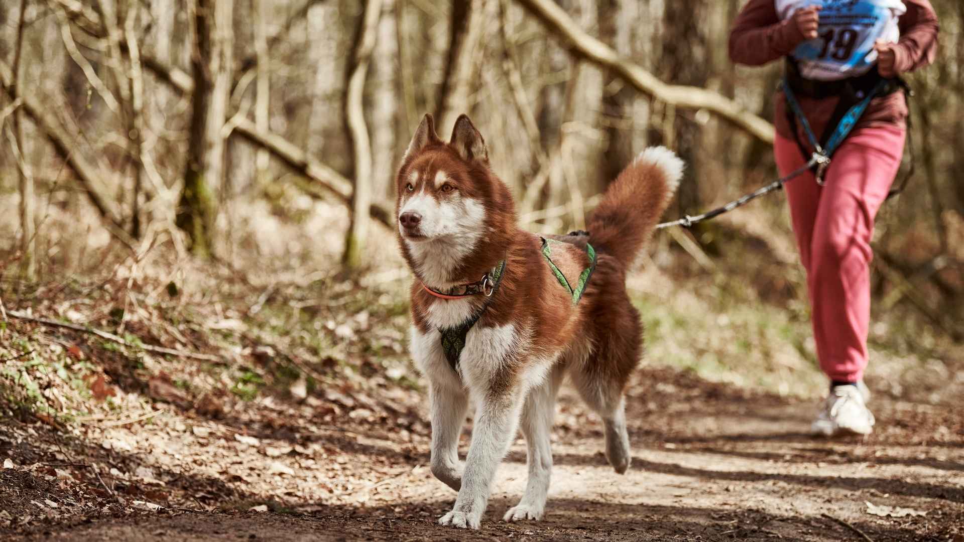 9 Best Dog Breeds for Active Owners