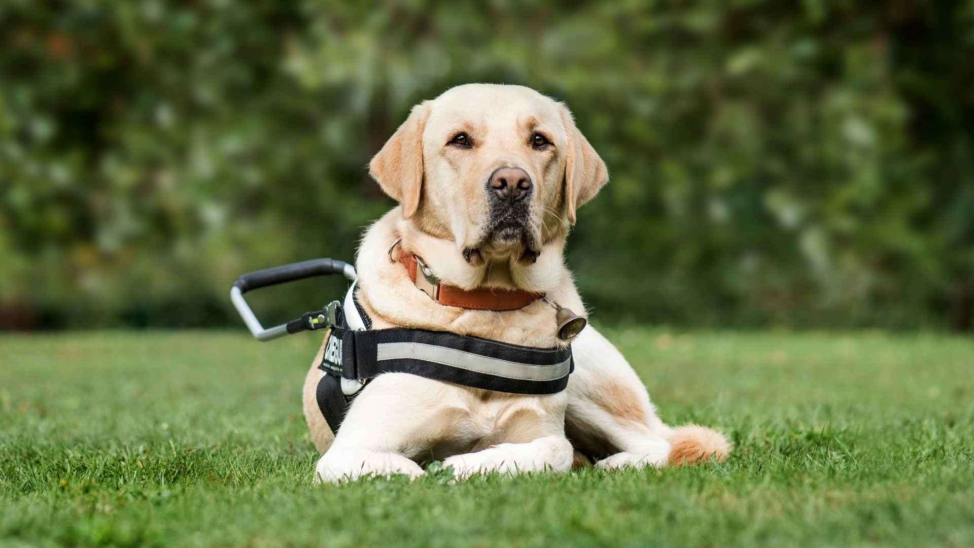 9 Best Epilepsy Assistance Dog Breeds for Seizures Support