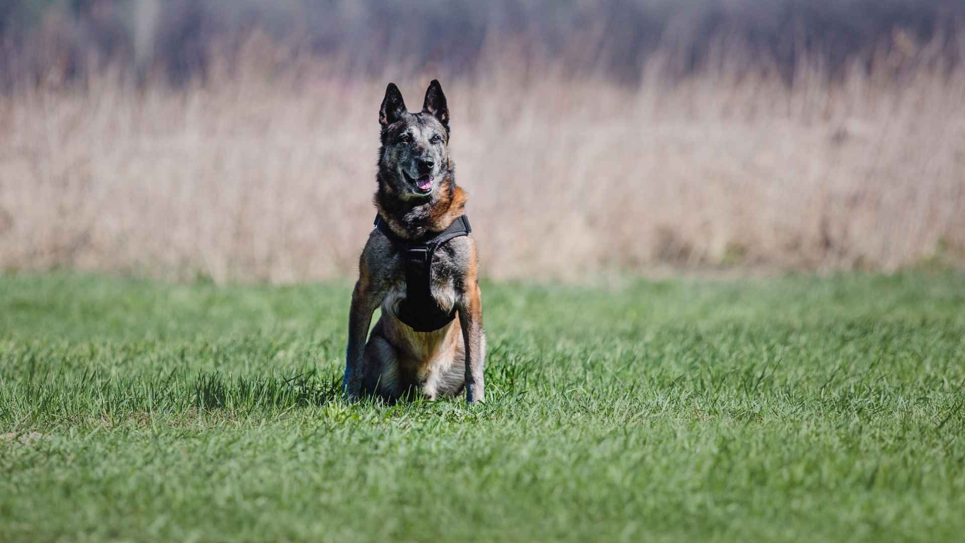 9 Best Highly Territorial Guard Dog Breeds for Property Protection