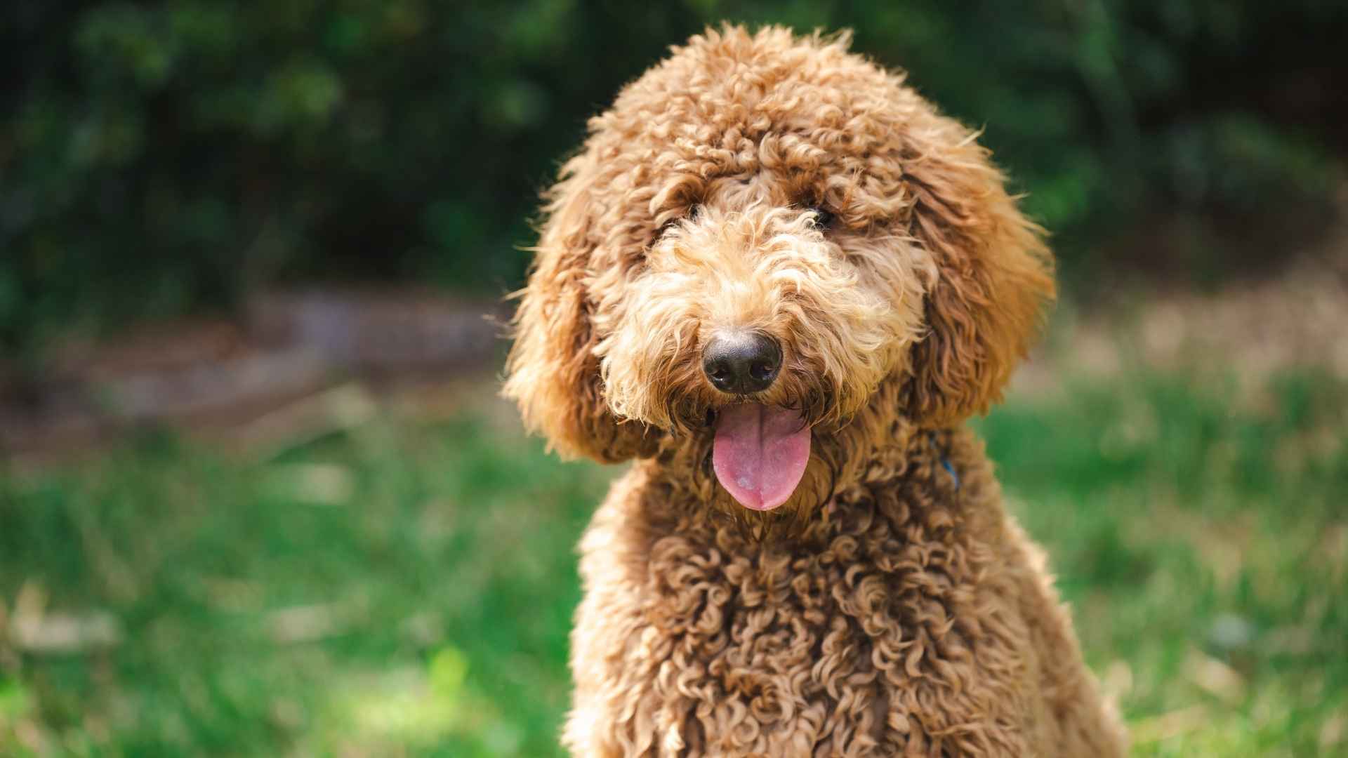 9 Best Mix Dog Breeds