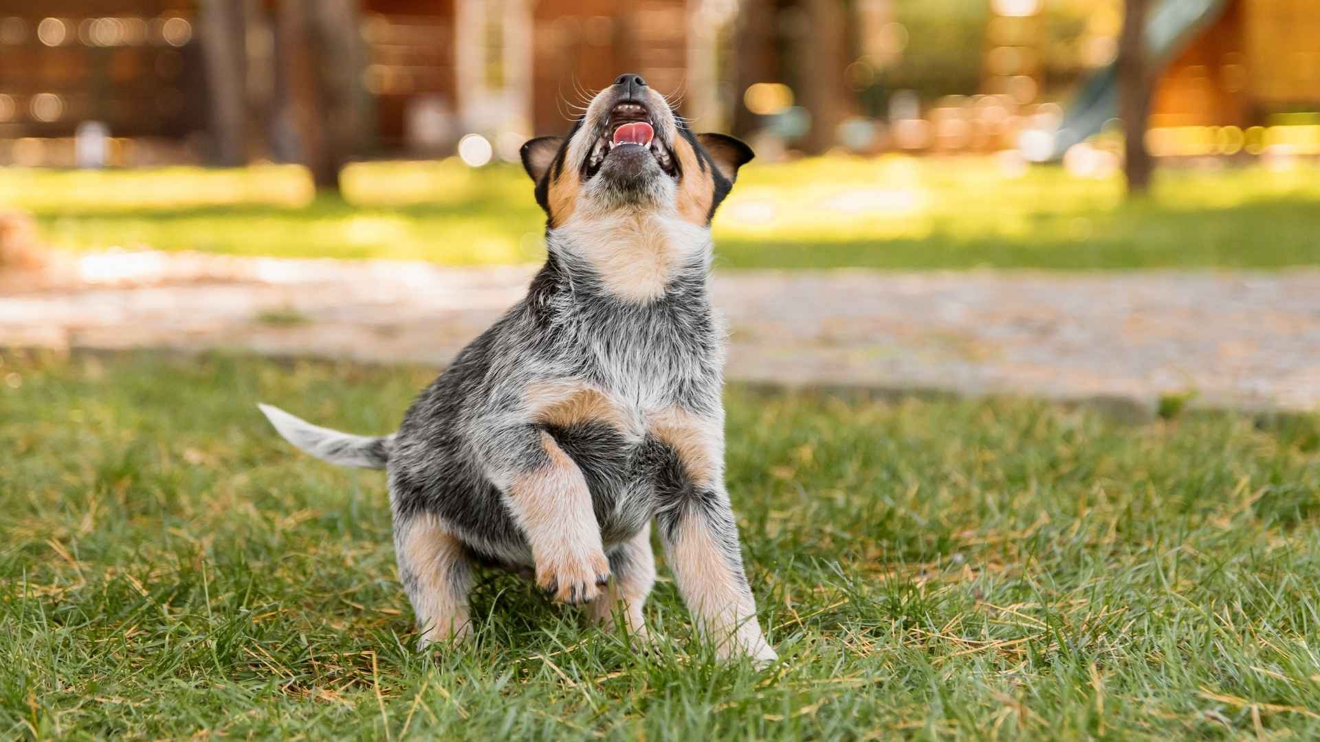 9 Best Small Vocal Dog Breeds That Never Stop Talking