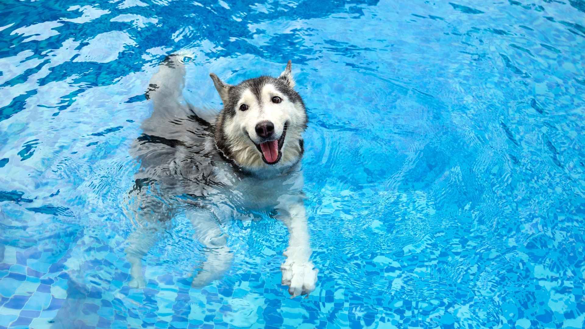 9 Best Water Dogs