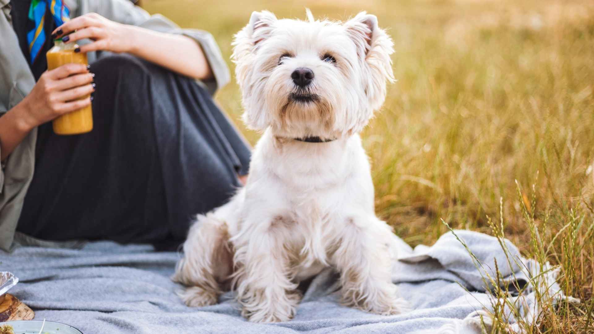 9 Calm but Attentive Dog Breeds for Peaceful Companionship