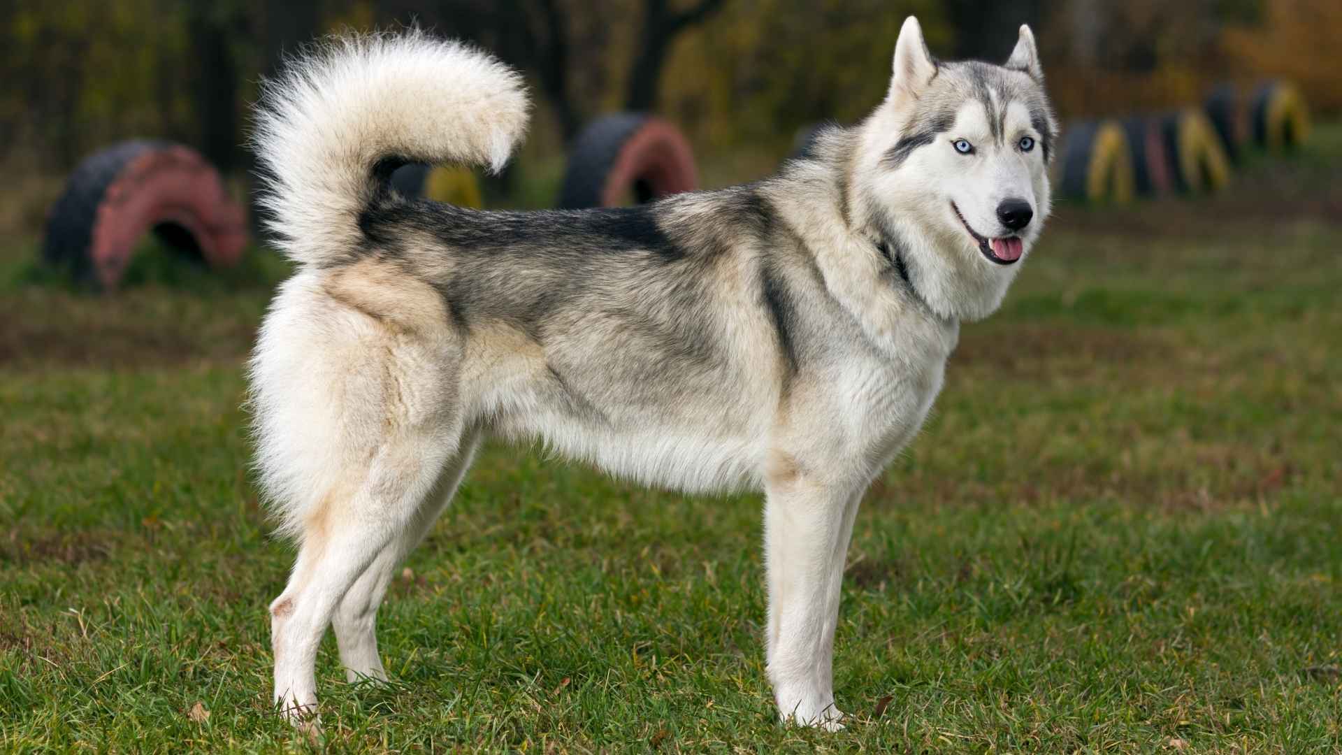 9 Dog Breeds That Look Like Wolves Majestic Breeds to Love