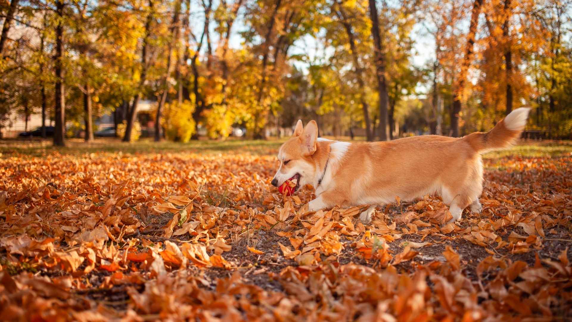 9 Dog Breeds That Love to Play in Leaves